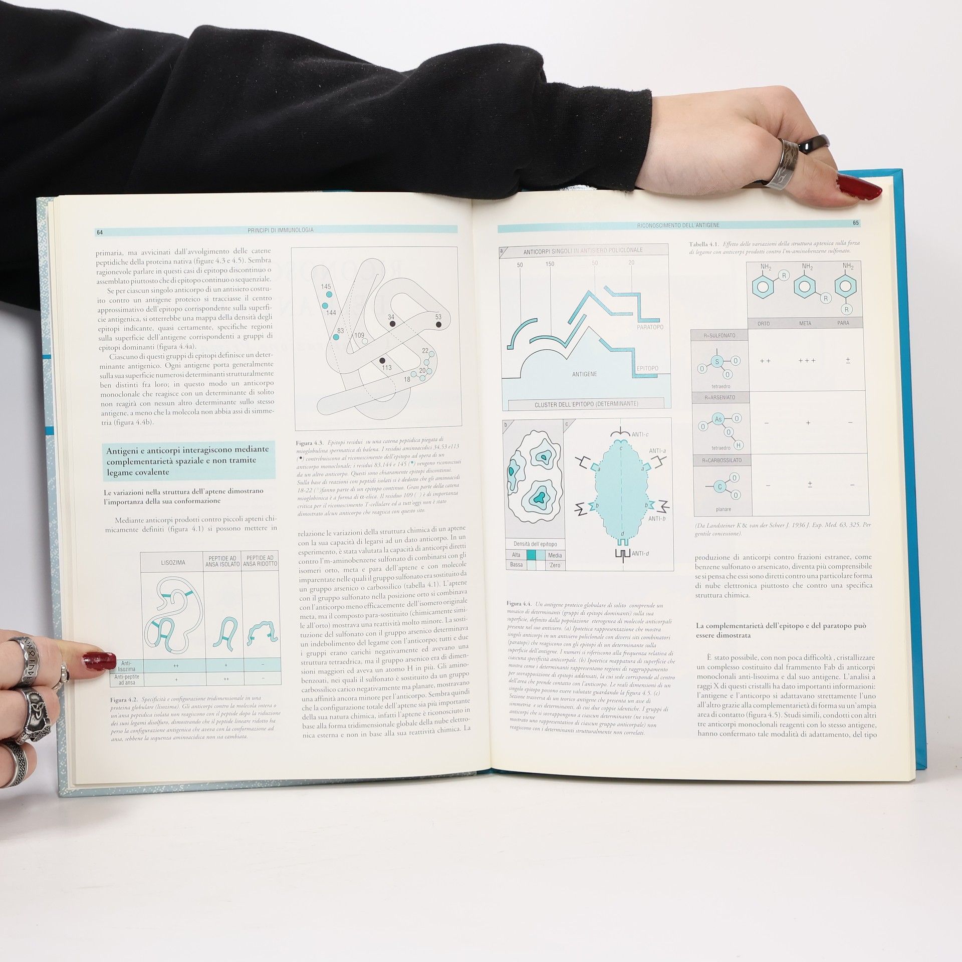 Ivan Roitt Essential Immunology