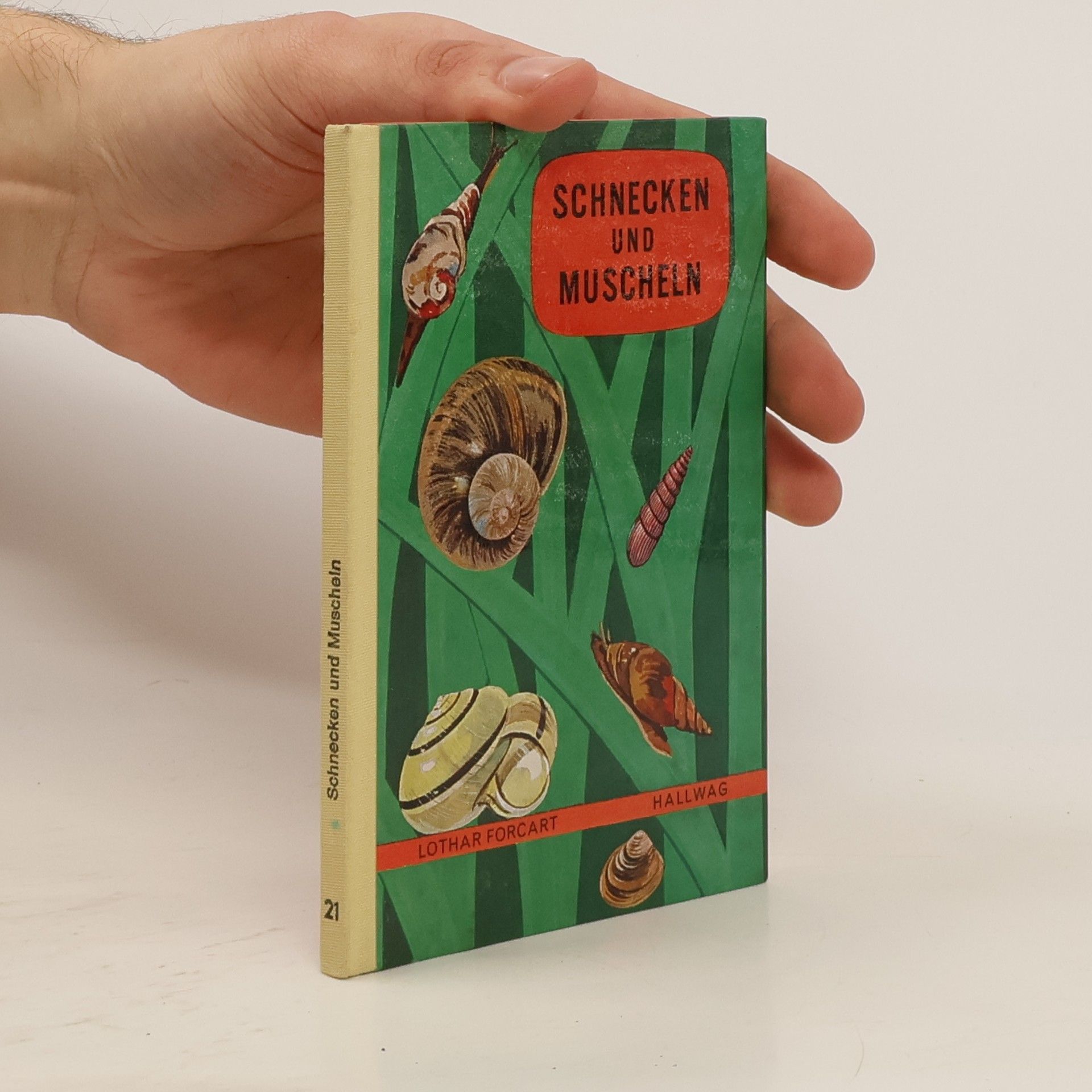 Autorenkollektiv Schnecken und Muscheln