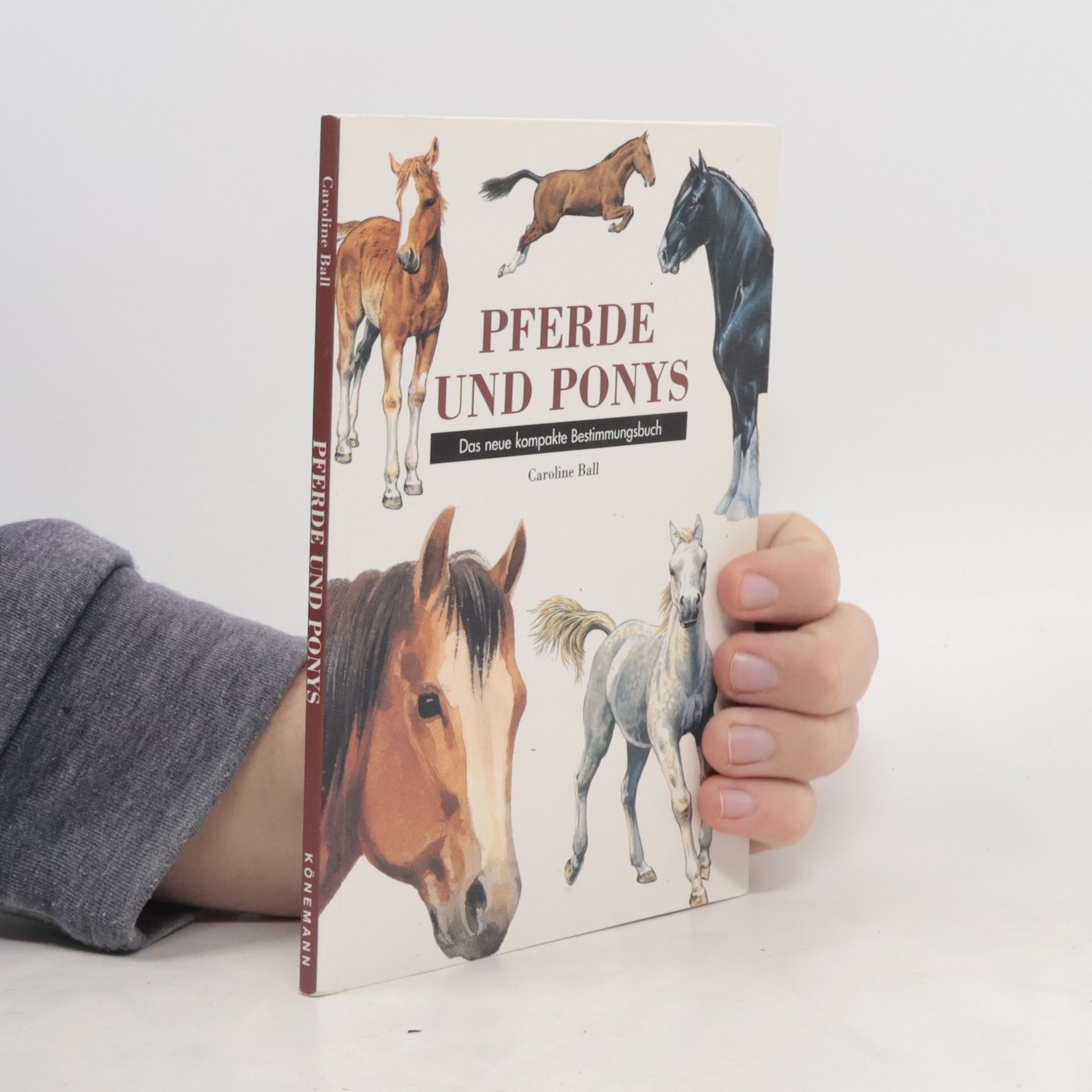 Caroline Ball Pferde und Ponys