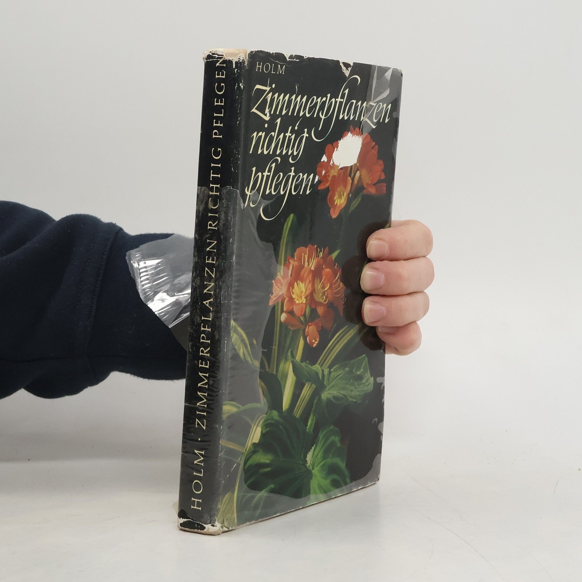 Zimmerpflanzen richtig pflegen