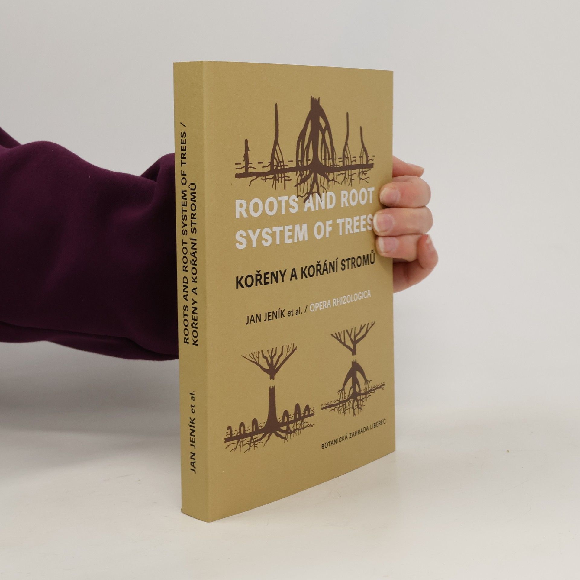 Kořeny a kořání stromů. Roots and Root System of Trees