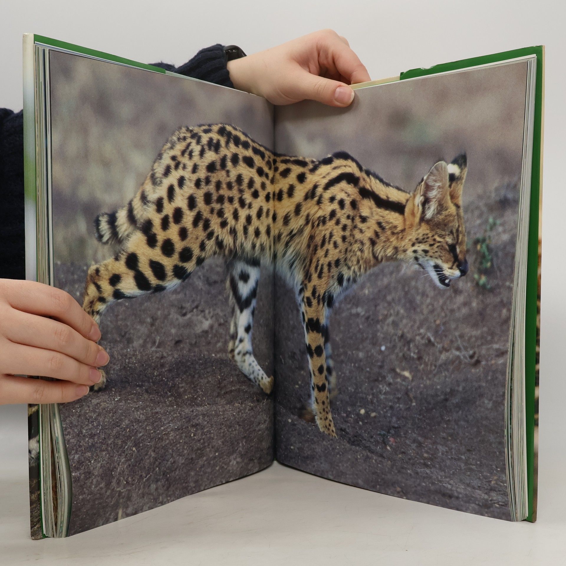 Mike Briggs Raubkatzen wild und faszinierend