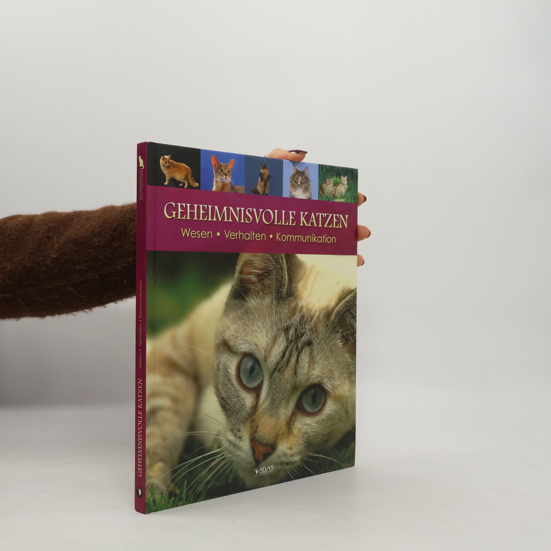 Collectif d'auteurs Geheimnisvolle Katzen