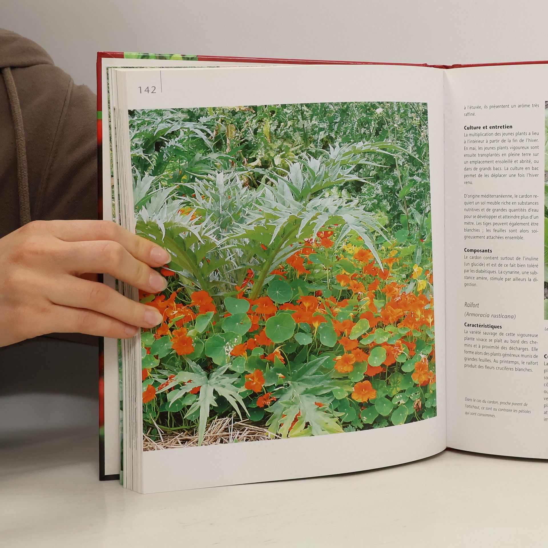 Autorenkollektiv Der erntefrische Küchengarten