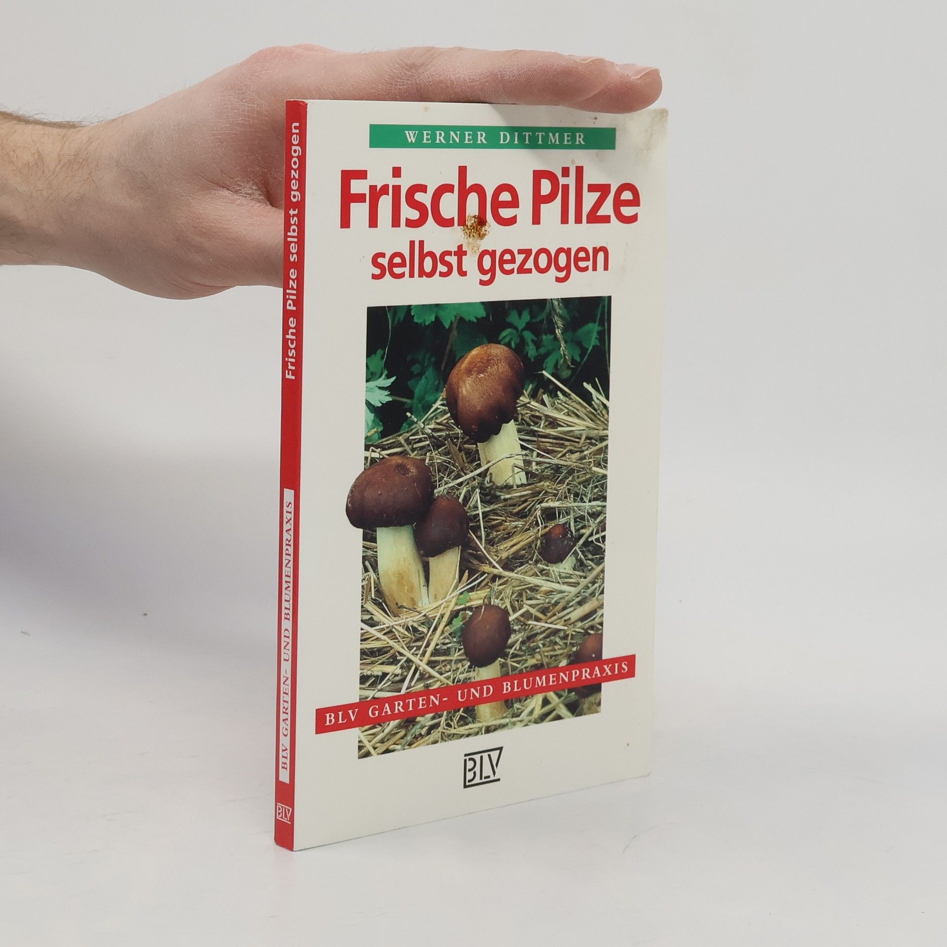Frische Pilze selbst gezogen