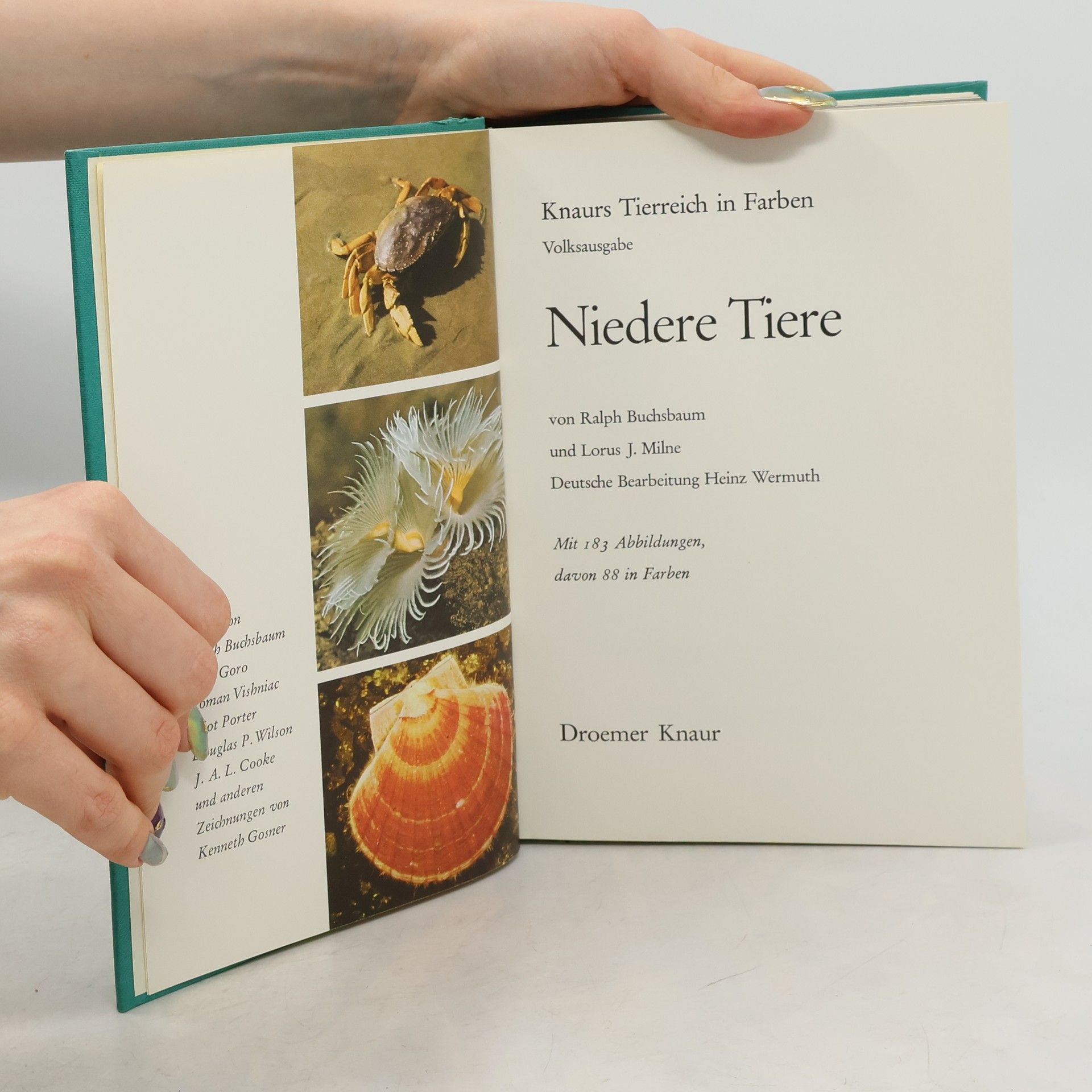 Knaurs Tierreich in Farben: Niedere Tiere