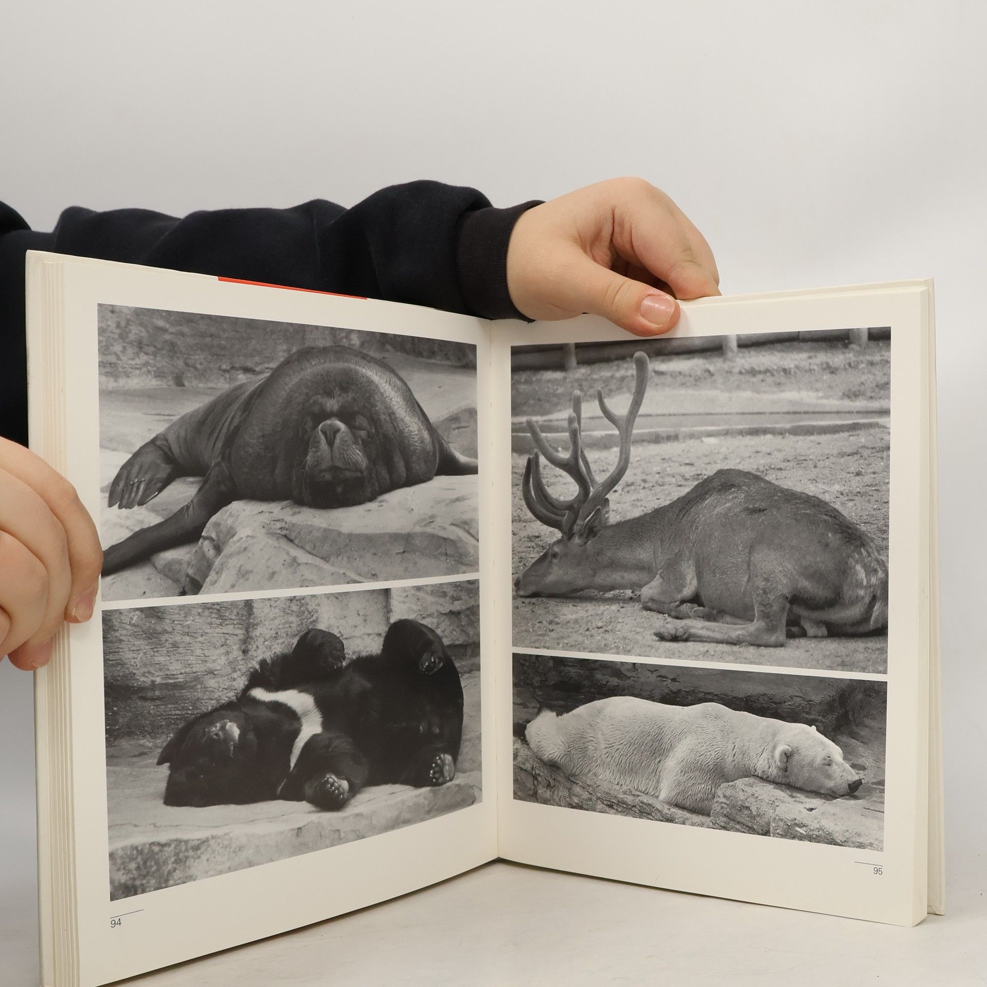 Gerhard Kunze Tiergarten Schönbrunn : Bilder, Geschichte, Geschichten