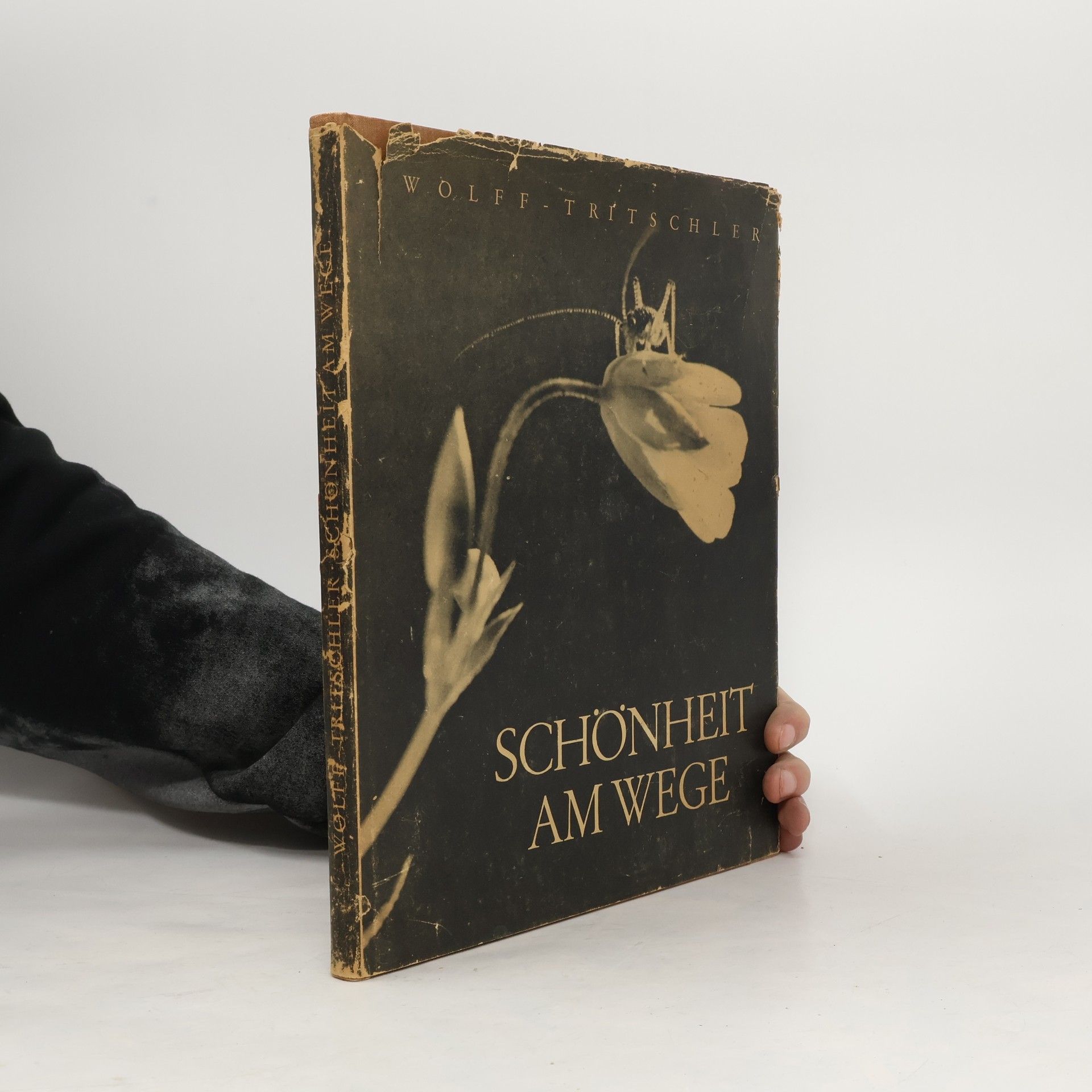 Collectif d'auteurs Schönheit am Wege