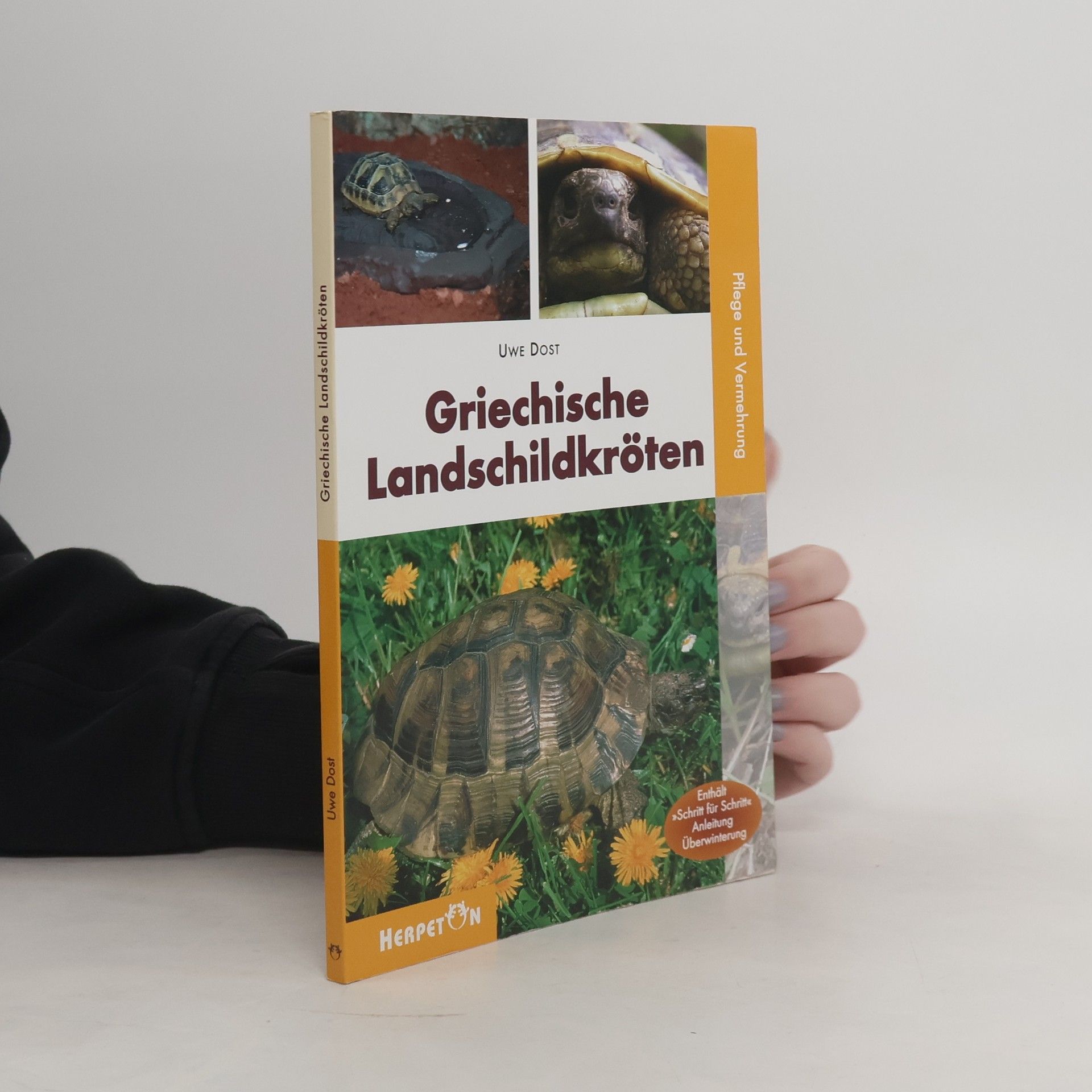 Griechische Landschildkröten