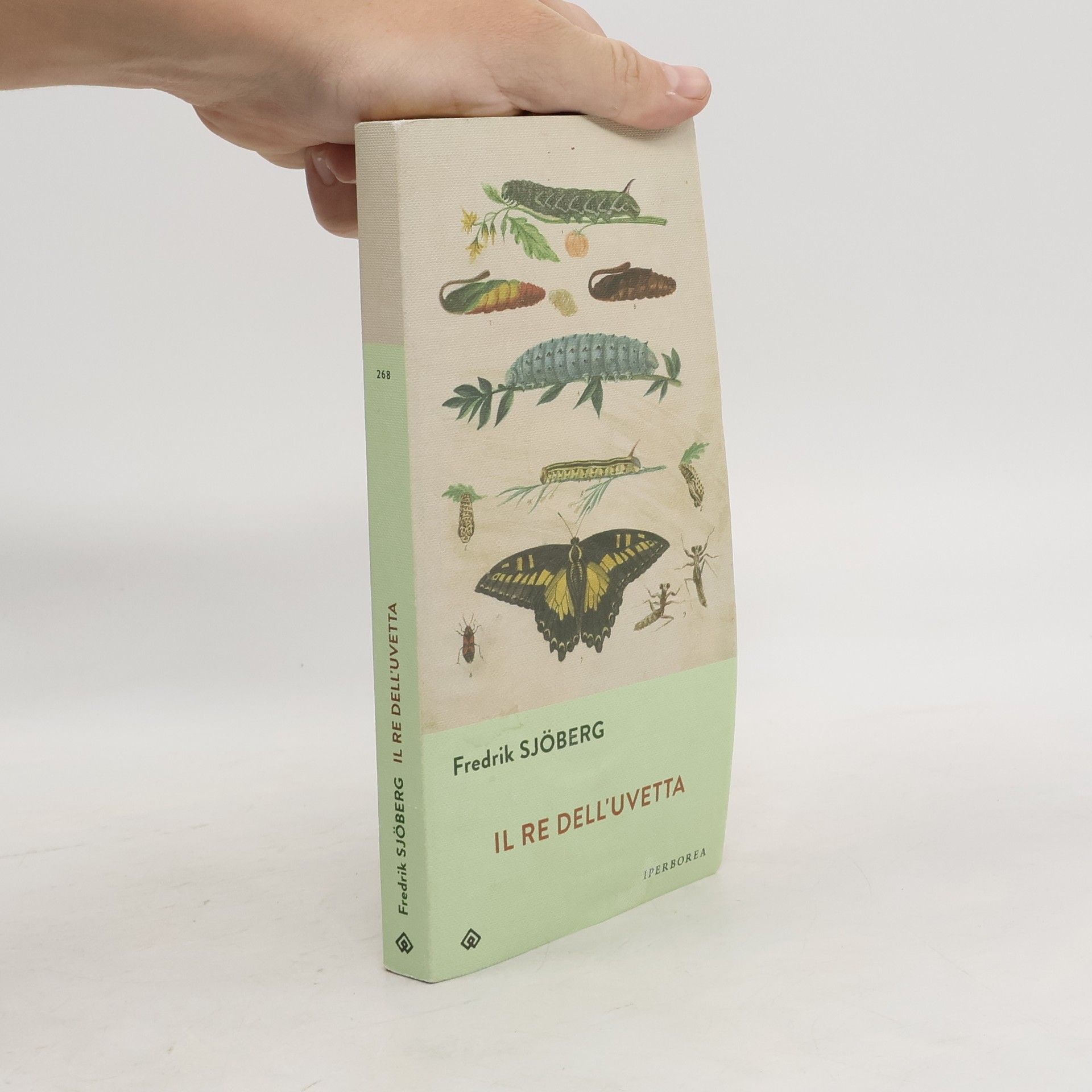 Gli Iperborei: Il re dell'uvetta