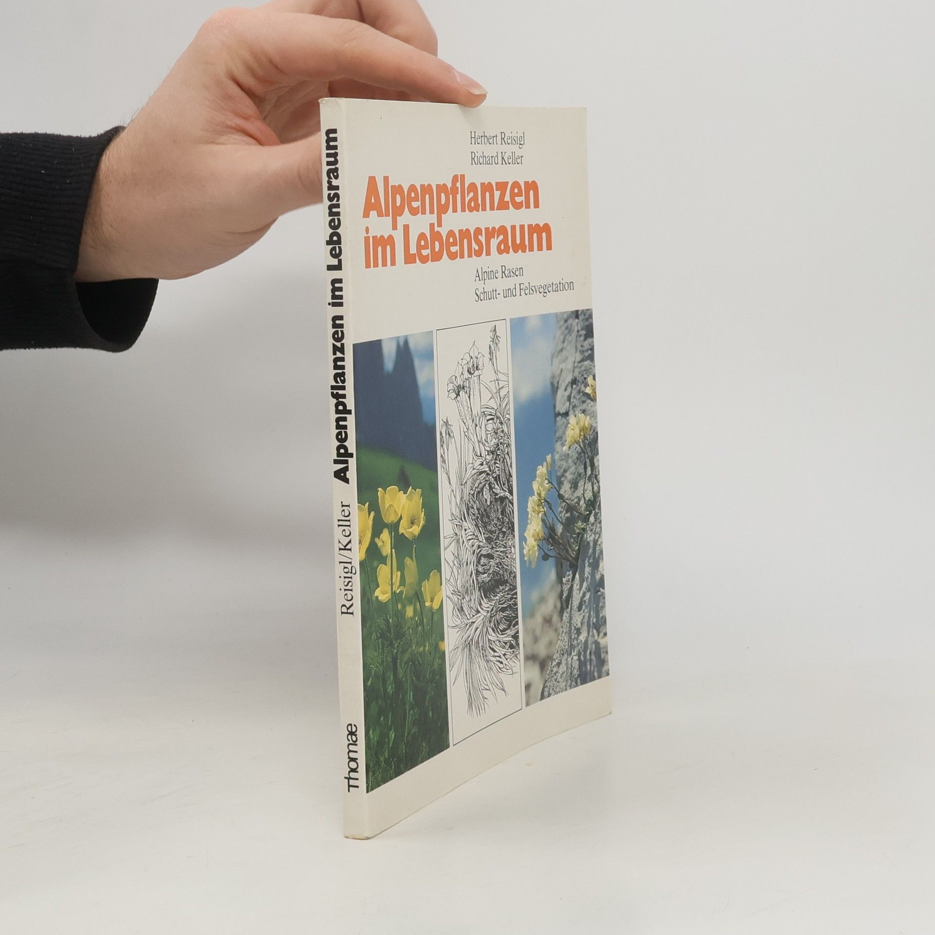 Alpenpflanzen im Lebensraum