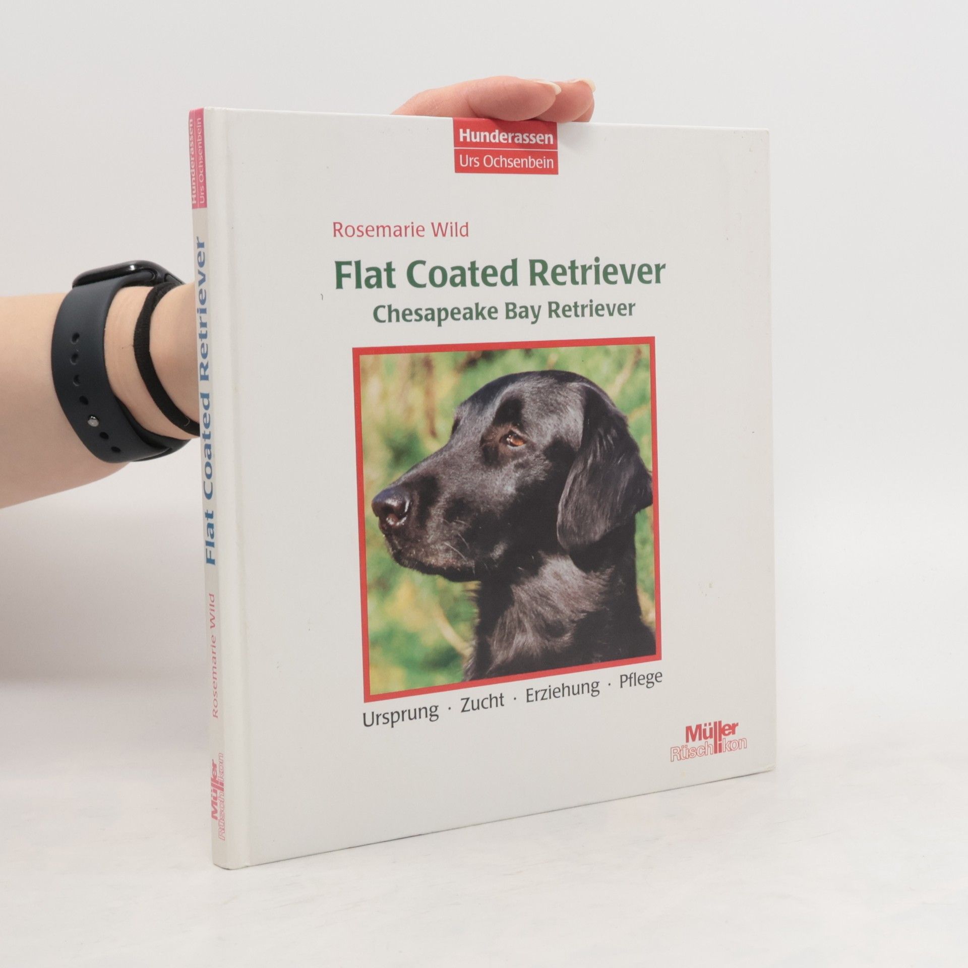 Flat Coated Retriever