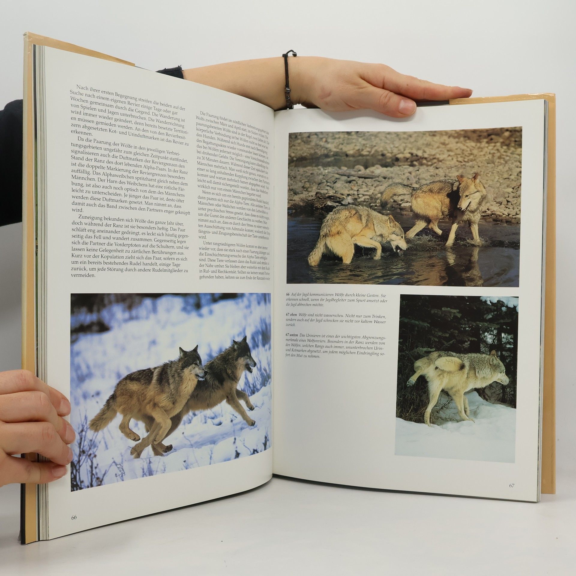Angelika Sigl Der wolf