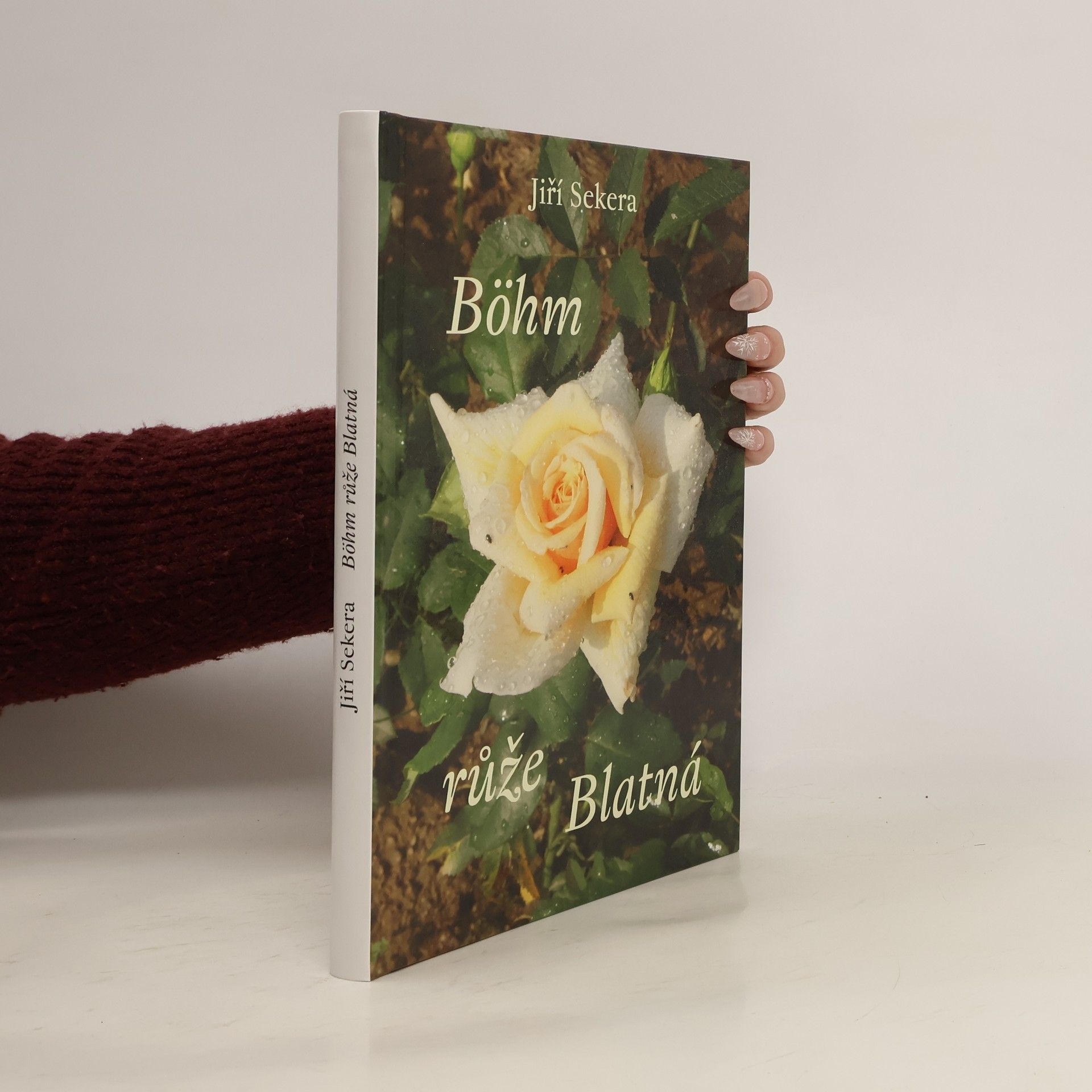 Böhm růže Blatná