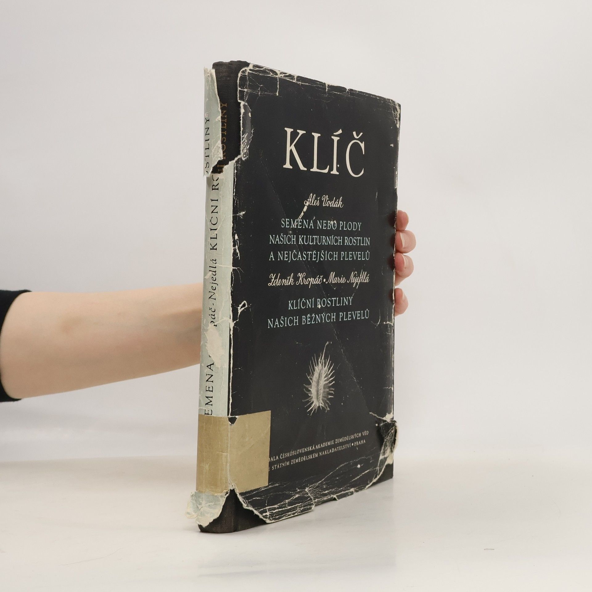 Semena nebo plody našich kulturních rostlin a nejčastějších plevelů. Klíční rostliny našich běžných plevelů