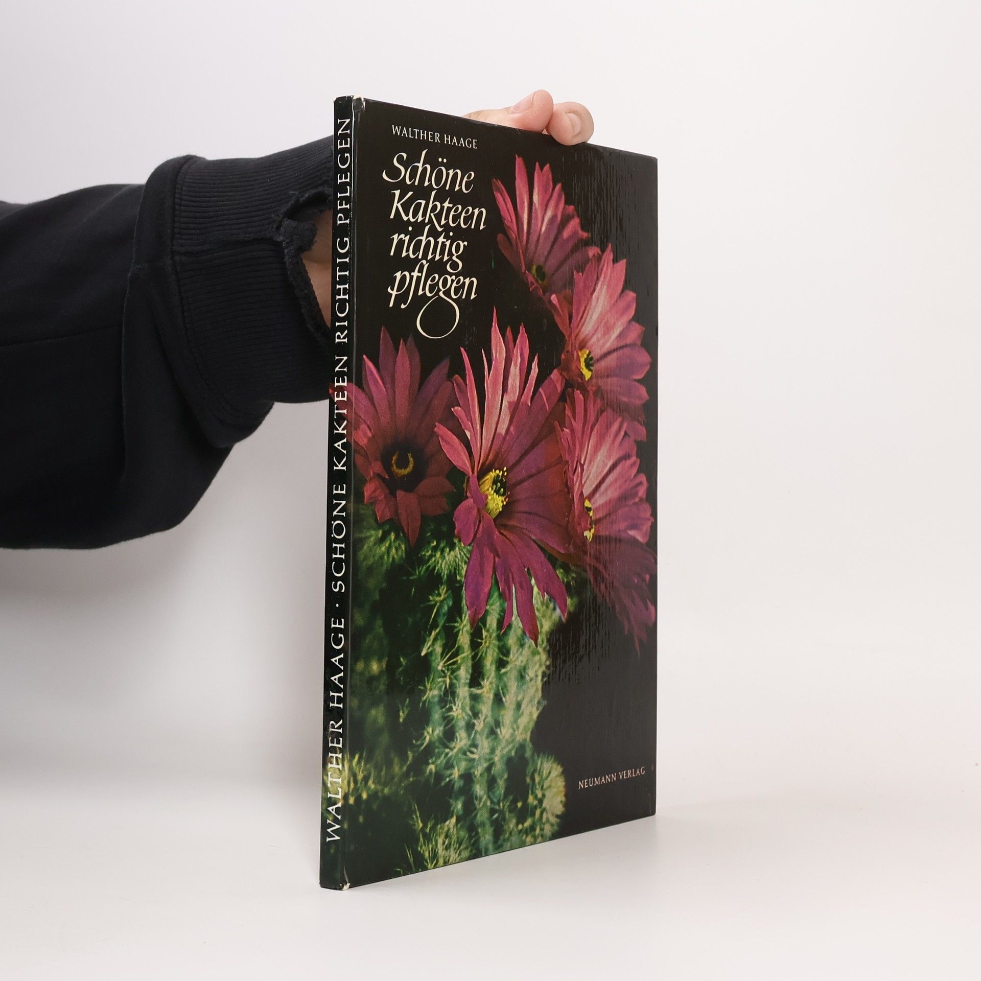 Schöne Kakteen richtig pflegen