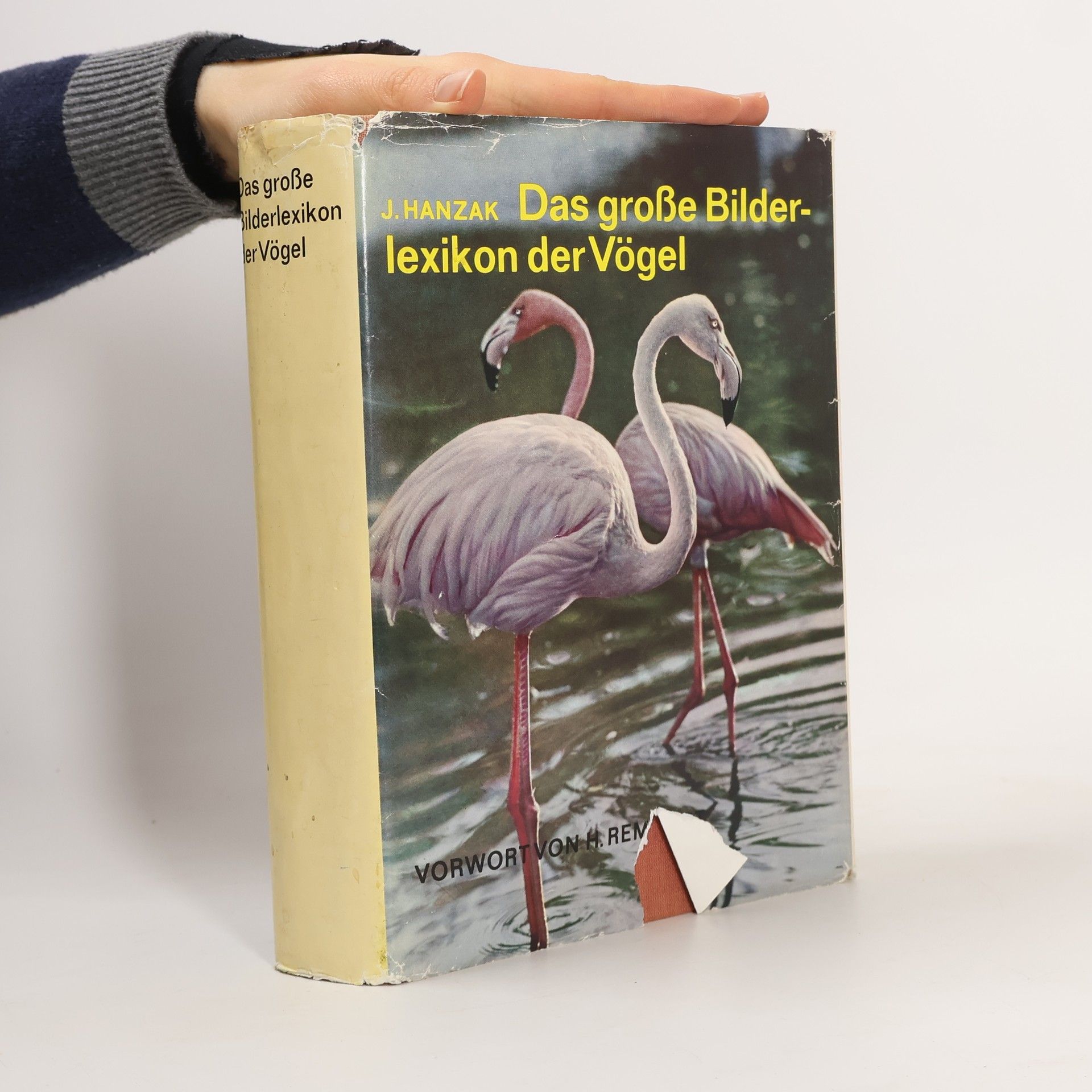 Das große Bilderlexikon der Vögel