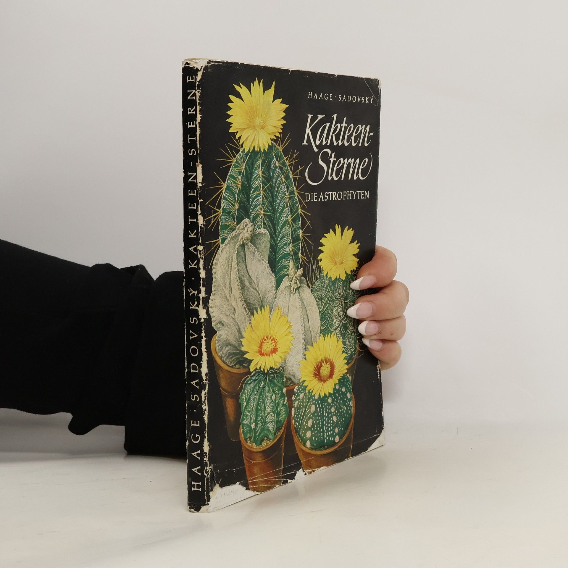 Kakteen - Sterne