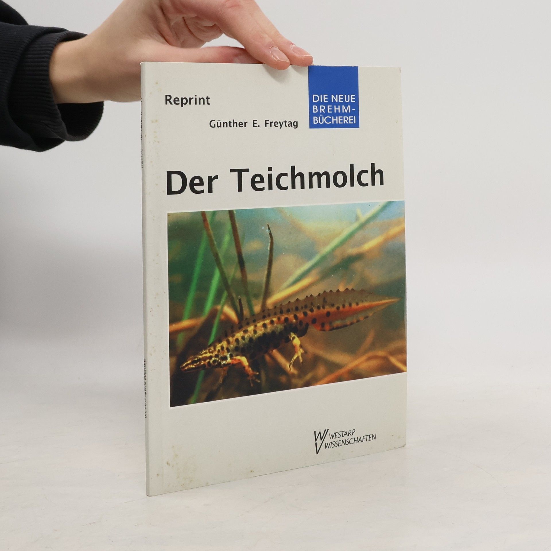 Der Teichmolch