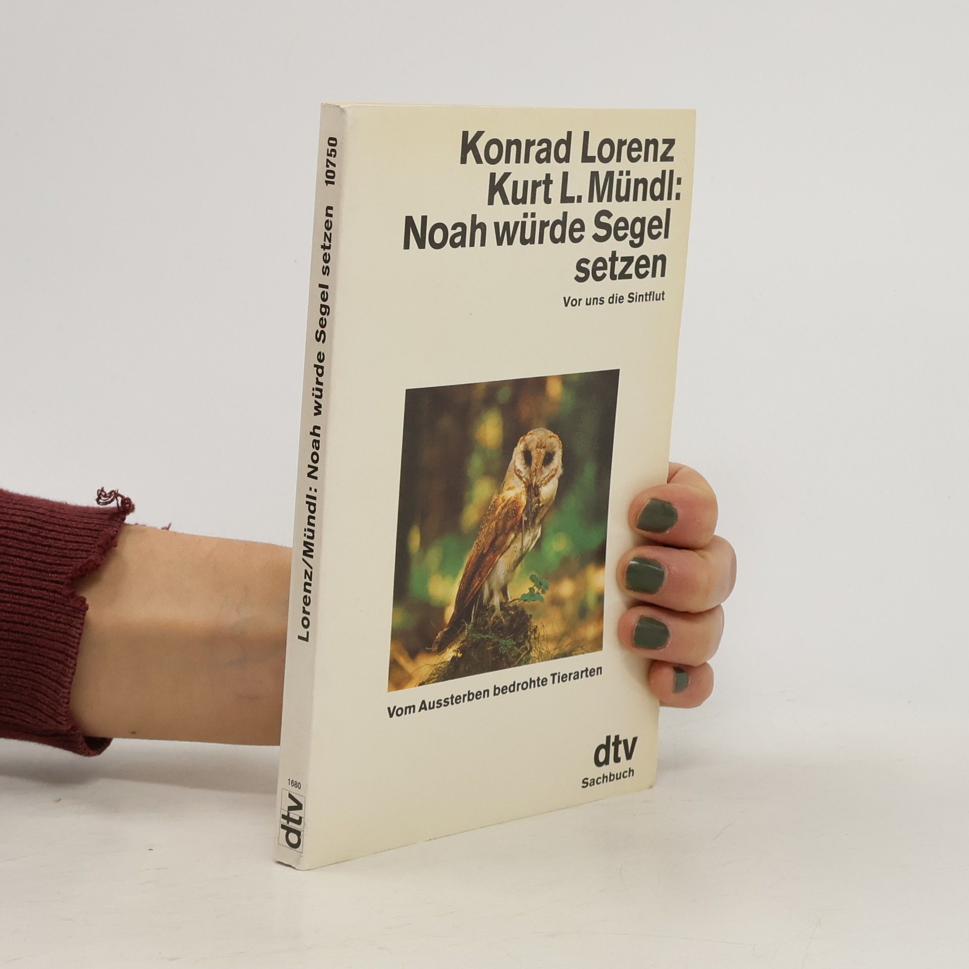 Noah würde Segel setzen