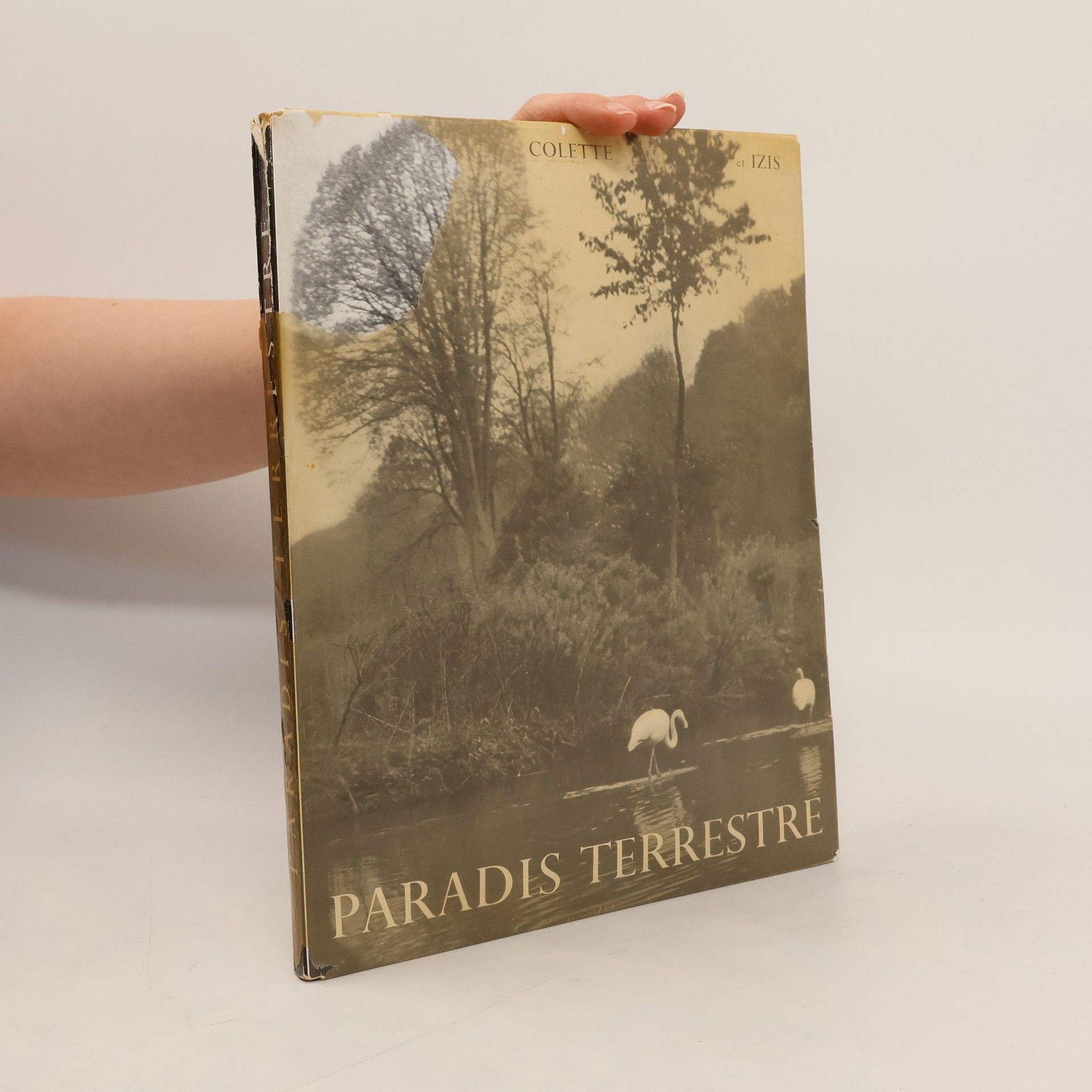 Colette Paradis terrestre