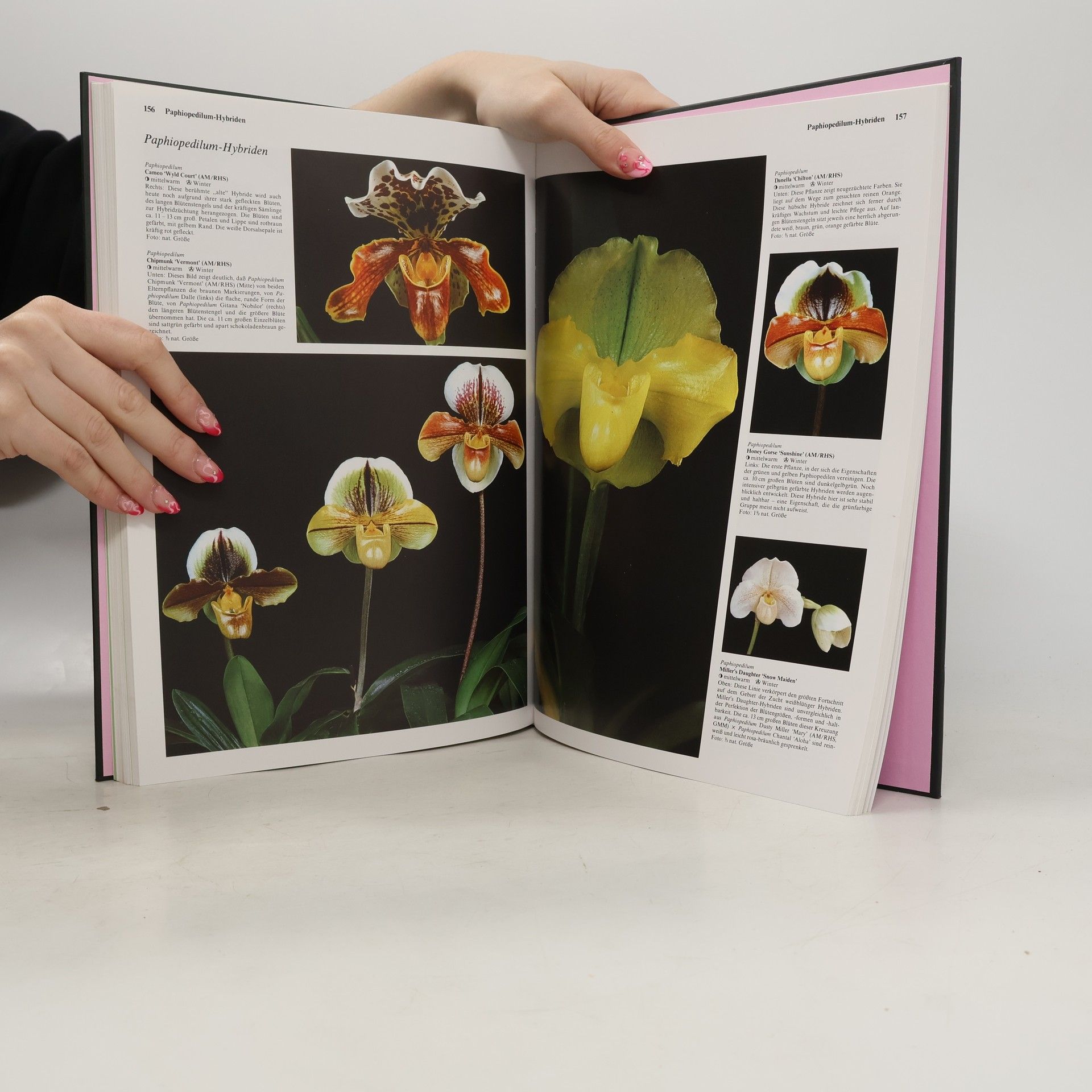 Jack Kramer Orchideen