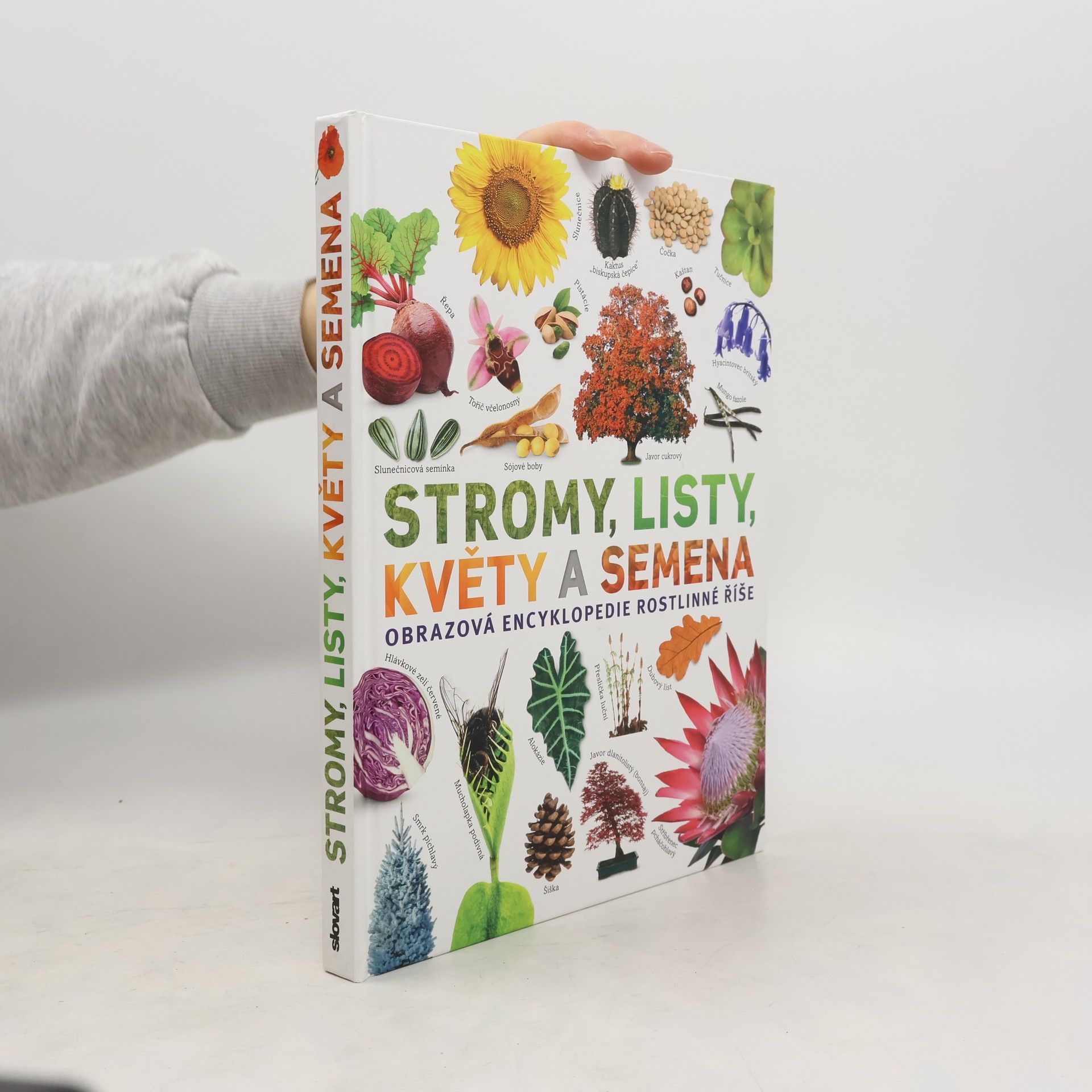 Sarah Jose Stromy, listy, květy a semena