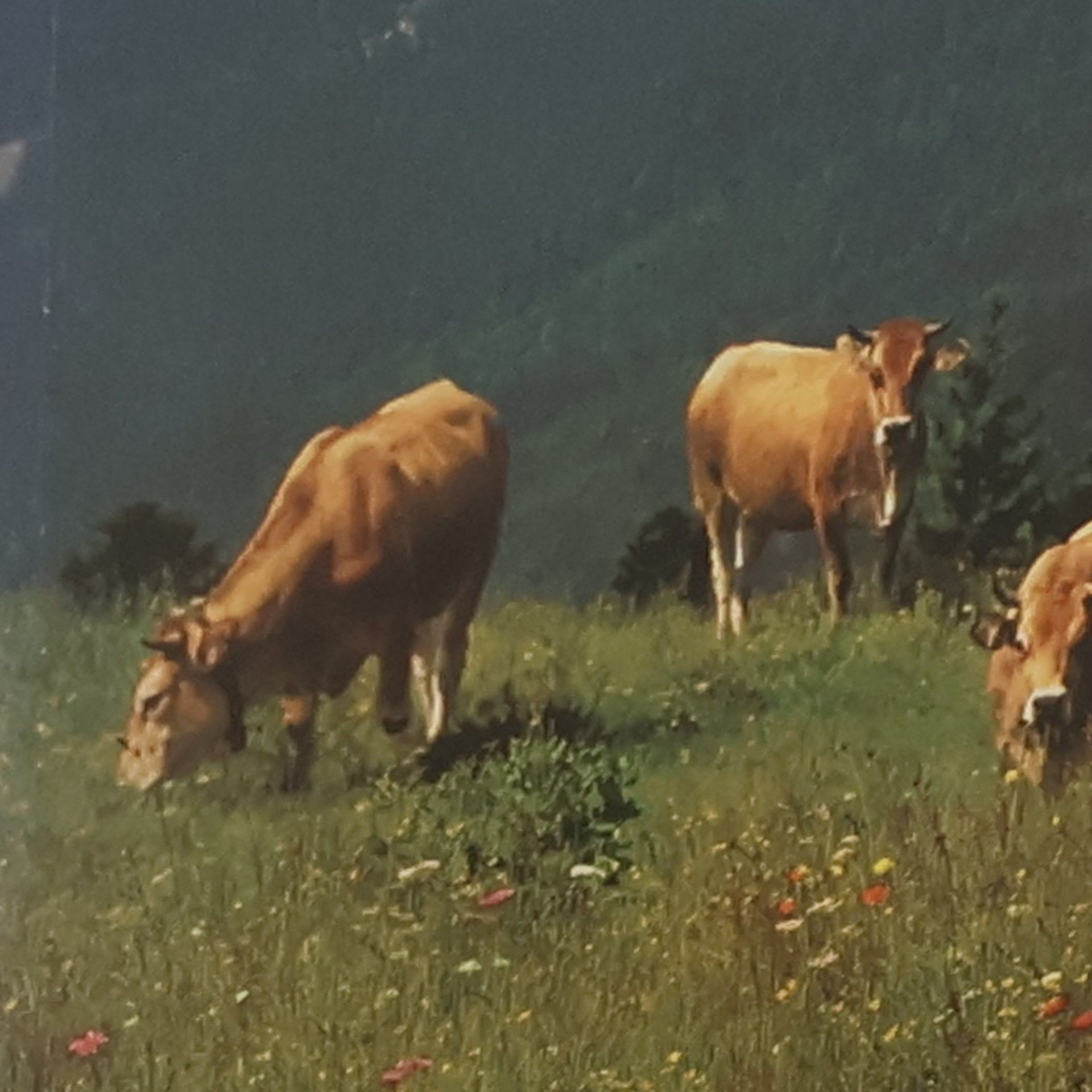 Gottfried Aigner Naturparadies Alpen