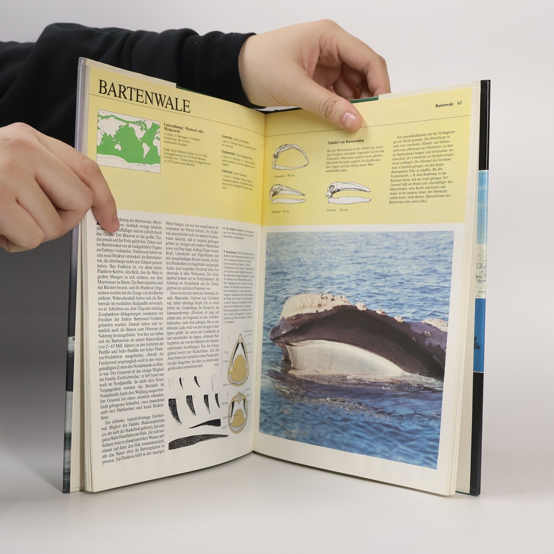 Autorenkollektiv Die Tiere unserer Welt 2. Säugetiere des Meeres