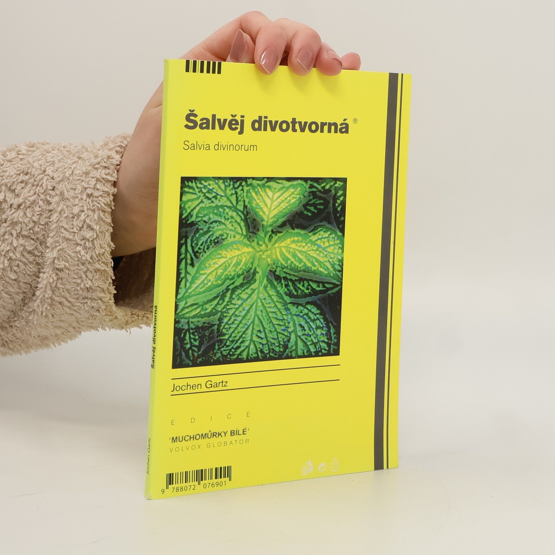 Šalvěj divotvorná