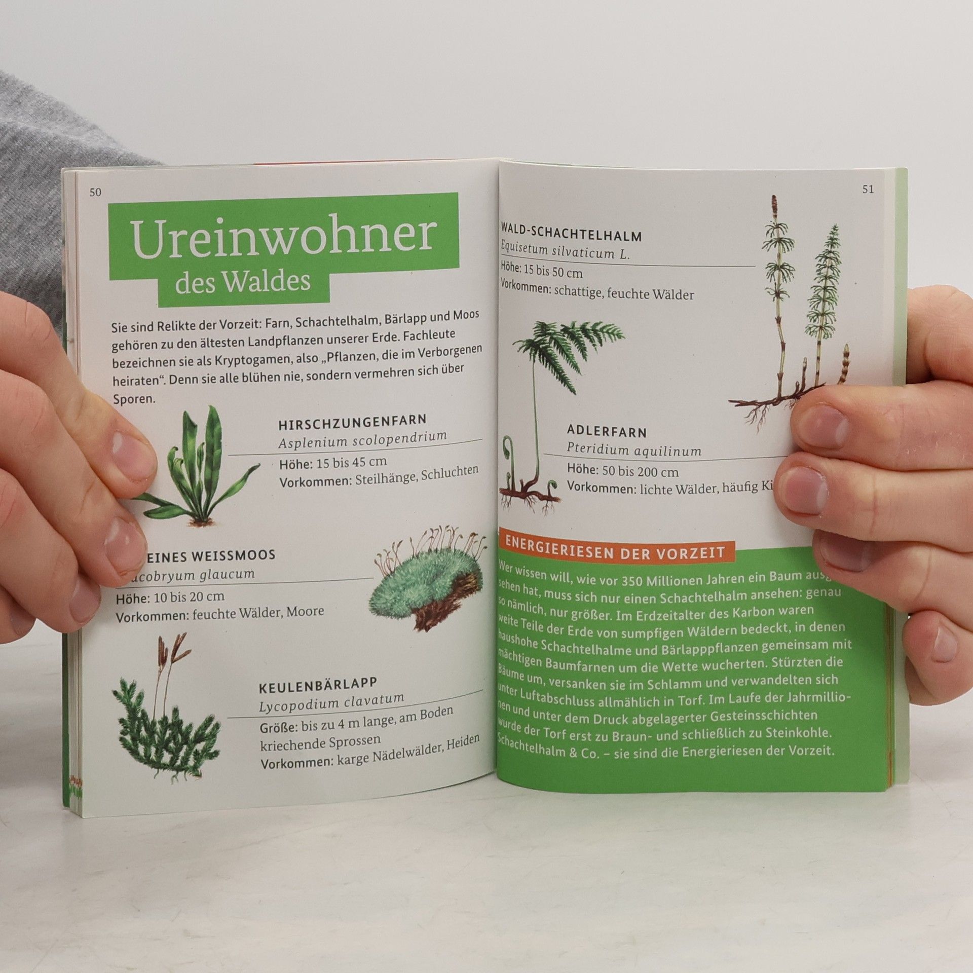 Kolektiv autorů Entdecke den Wald. Die kleine Waldfibel
