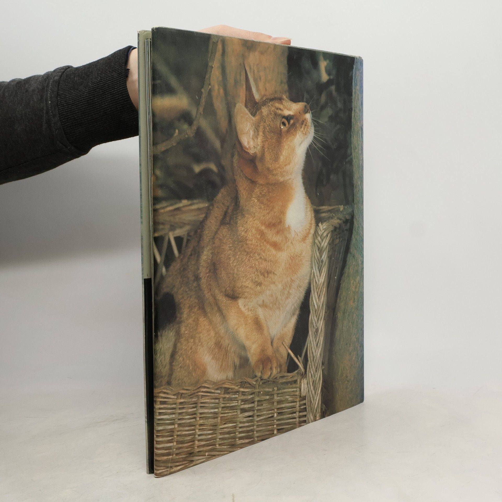 Christine Metcalf Katzen in Farbe