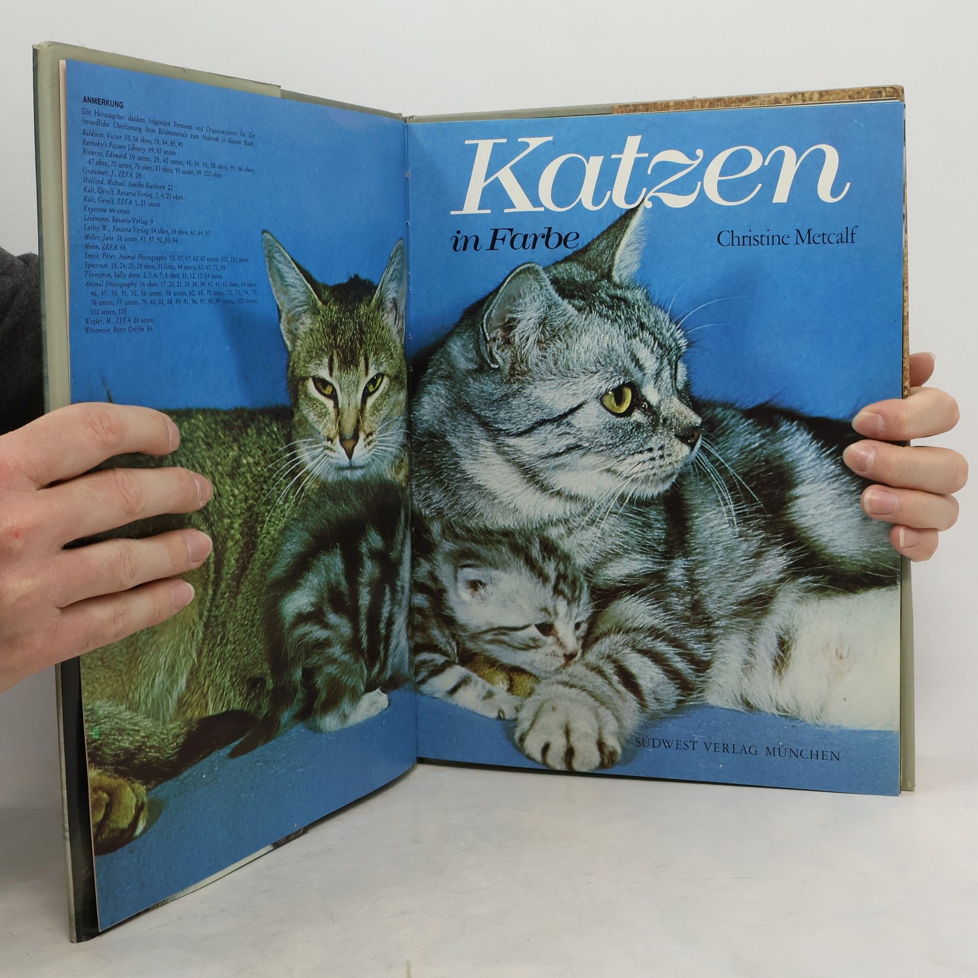 Christine Metcalf Katzen in Farbe