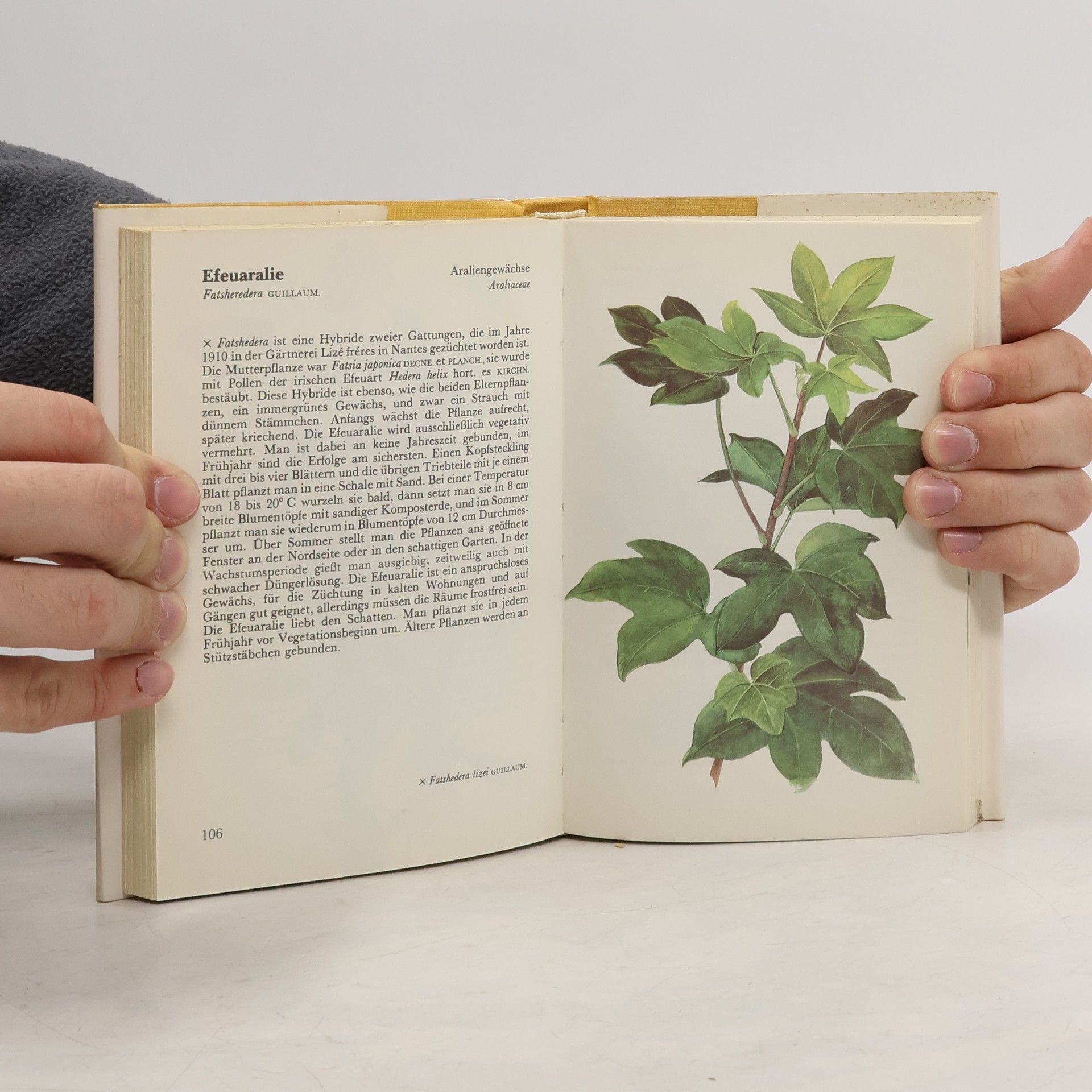 Jaroslav Oplt Taschenatlas der Zimmerpflanzen