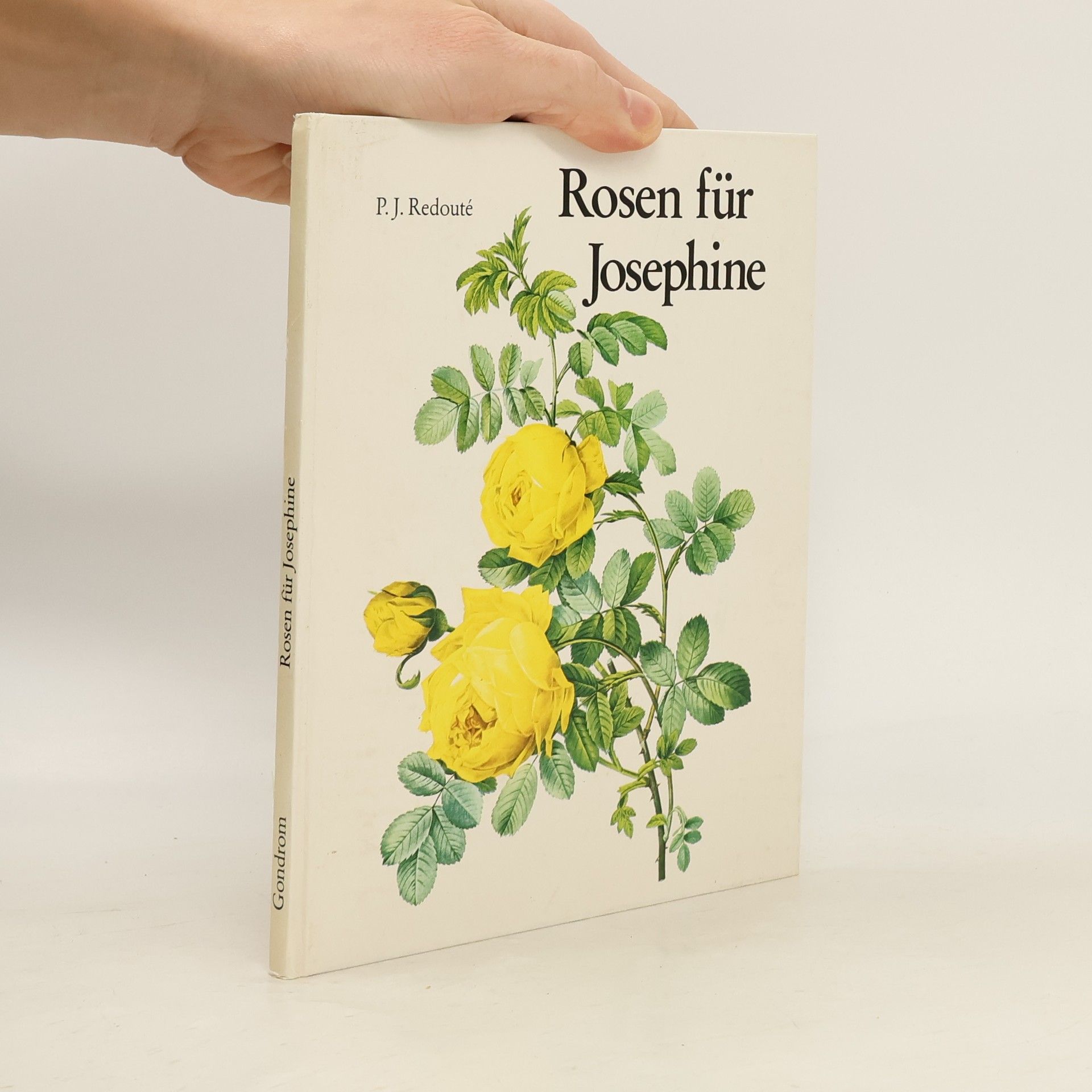 P. J. Redouté Rosen für Josephine