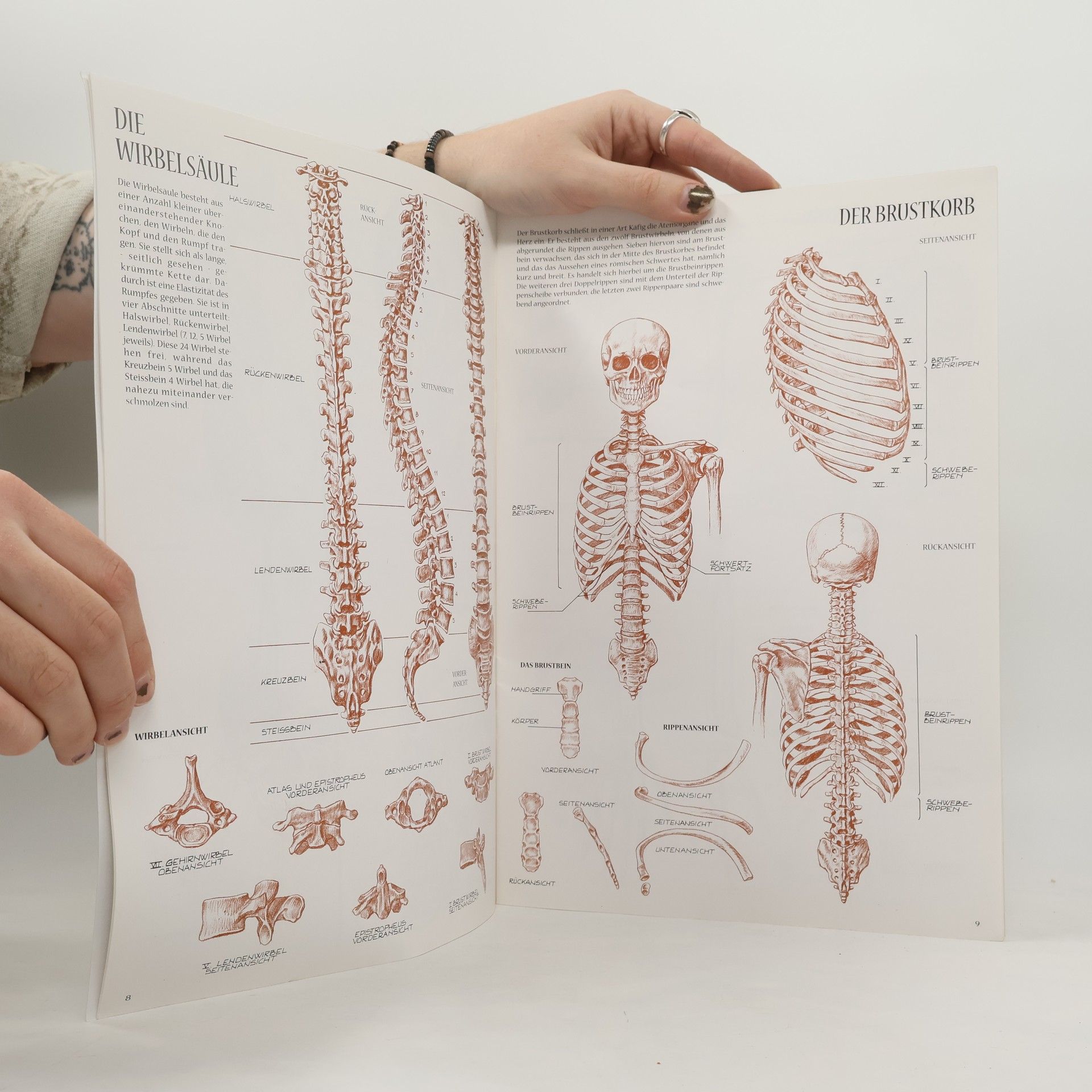 Anatomie für Künstler