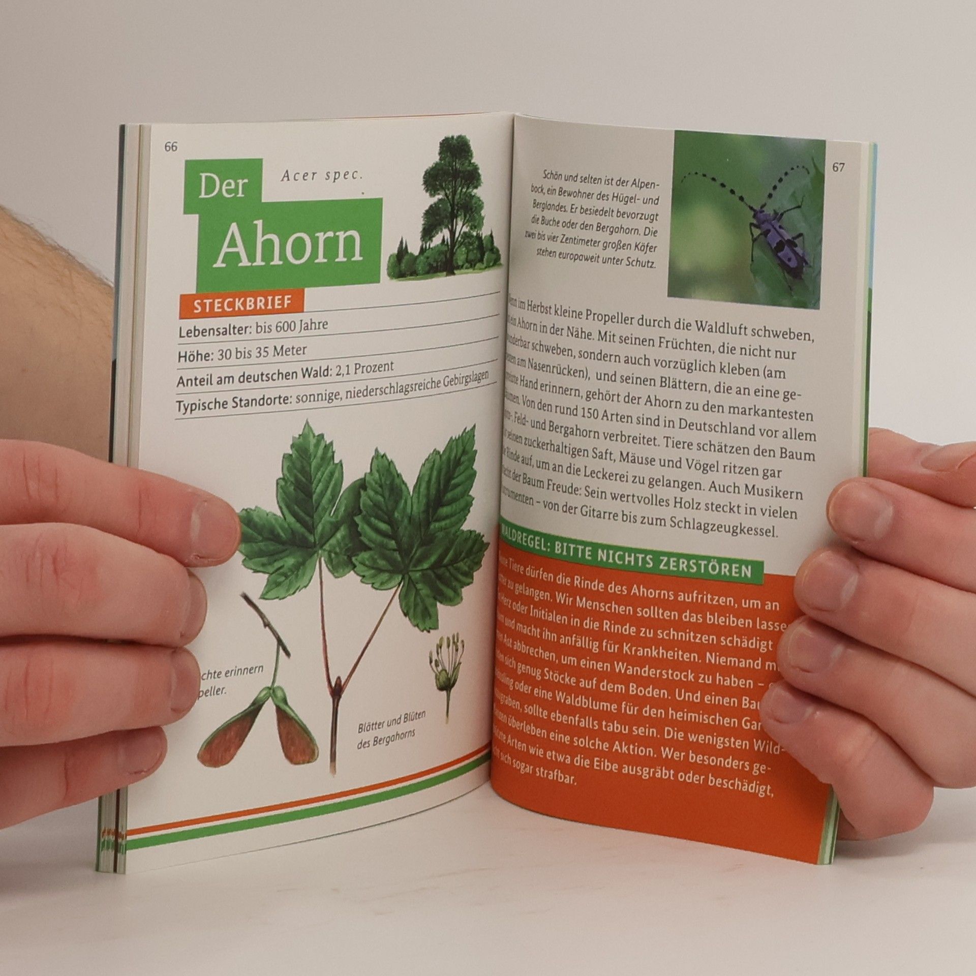 Autorenkollektiv Entdecke den Wald. Die kleine Waldfibel