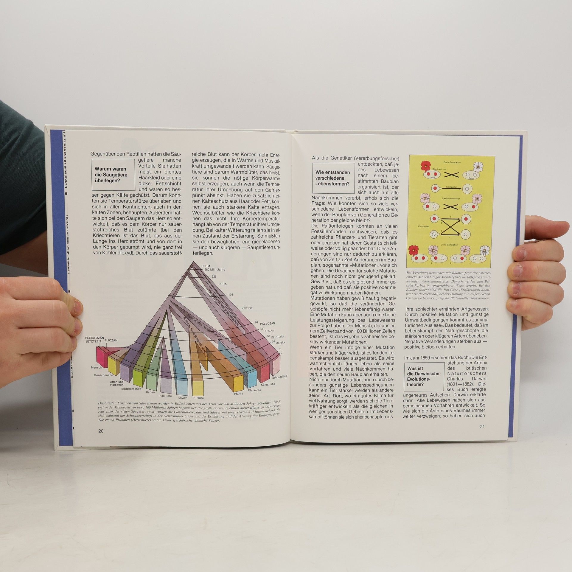 Autores varios Der Urmensch