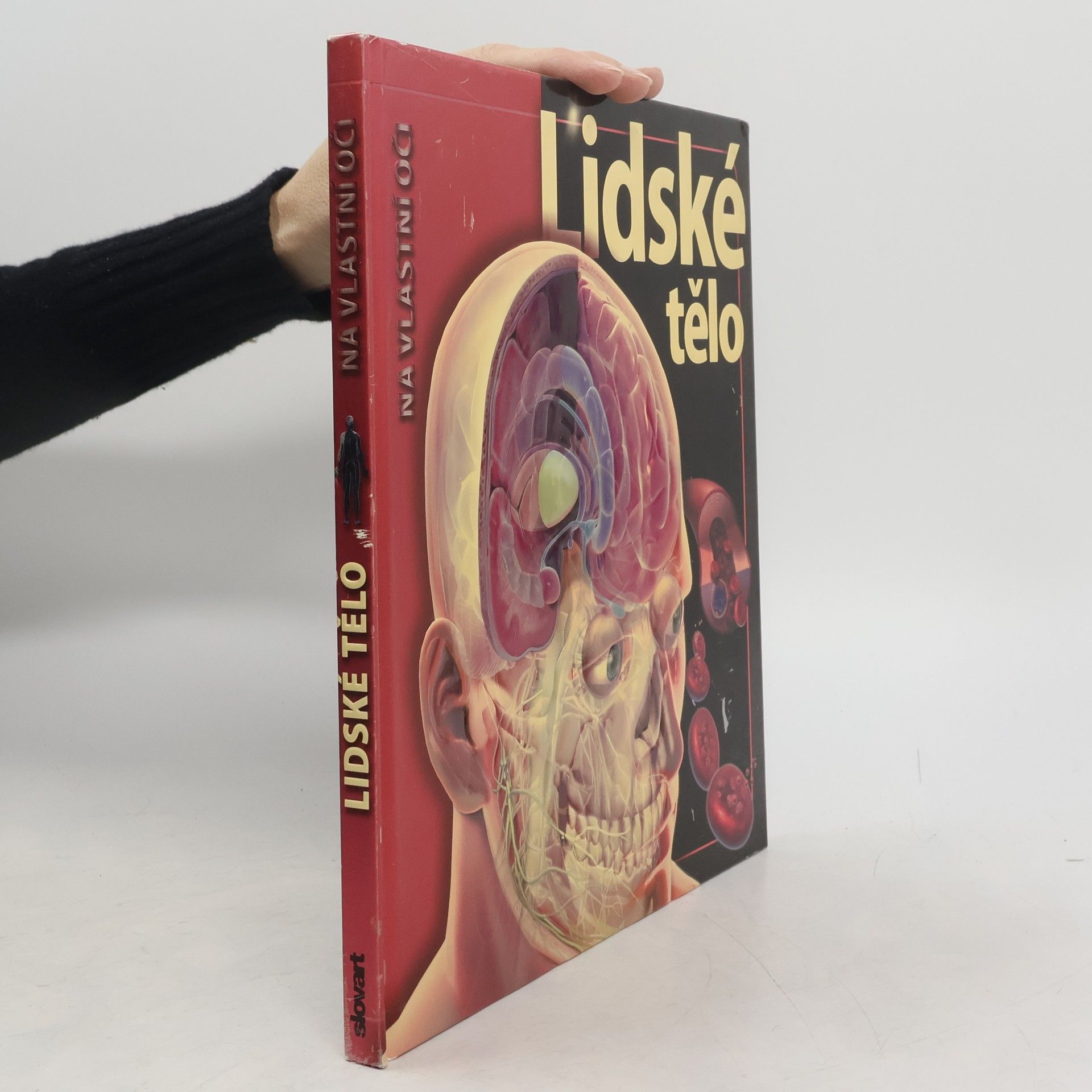 Linda Calabresi Lidské tělo