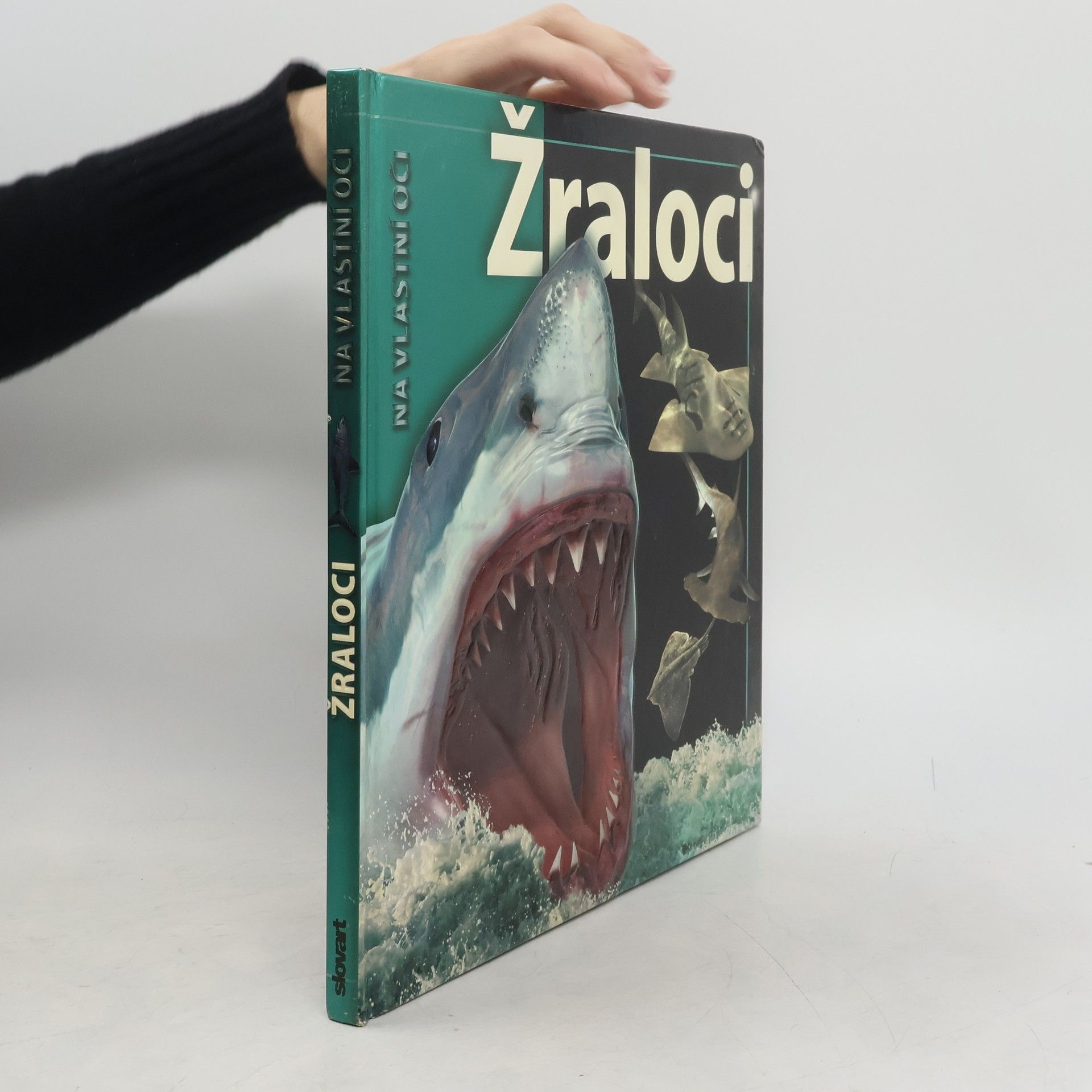 Beverly McMillan Žraloci