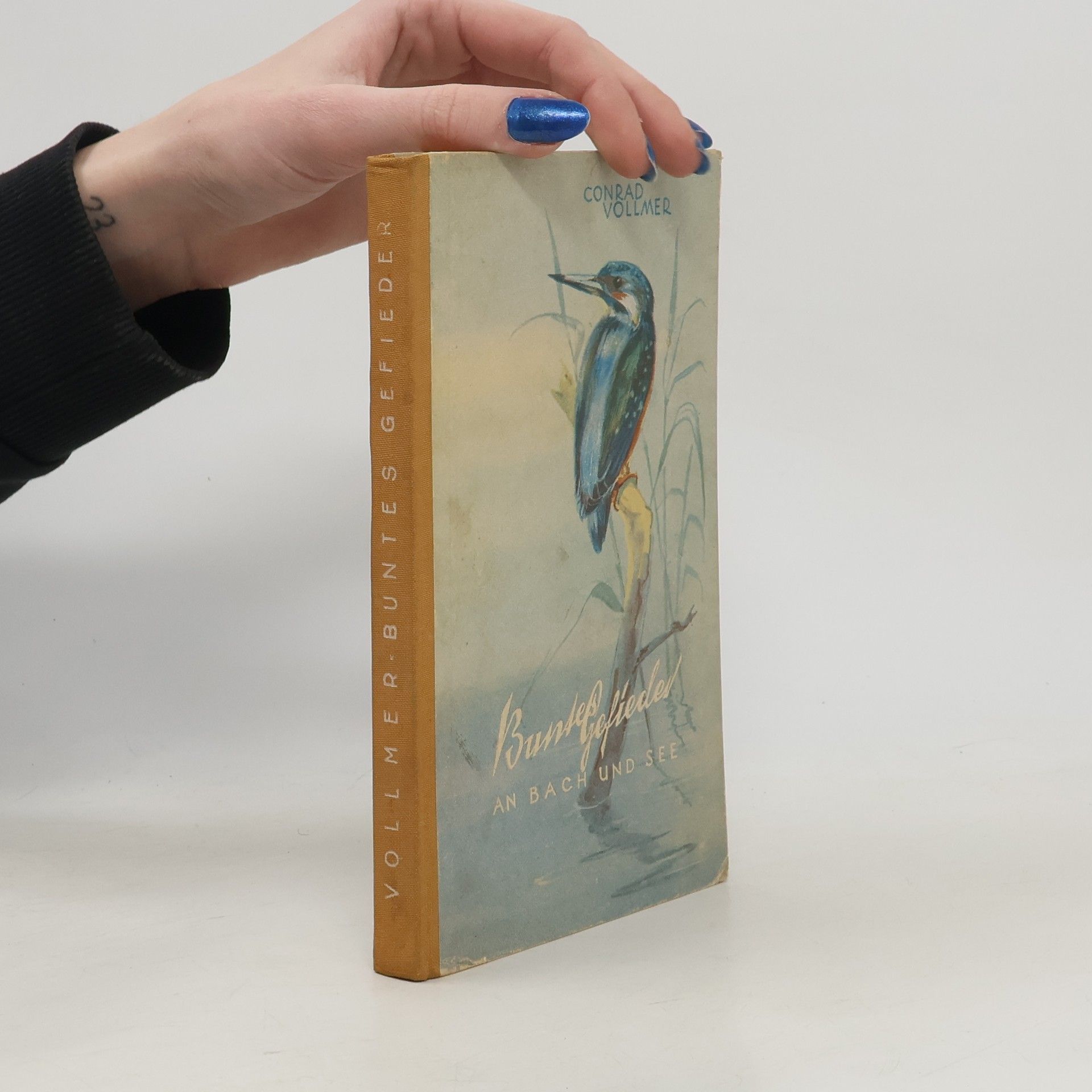 Buntes Gefieders an Buch und See