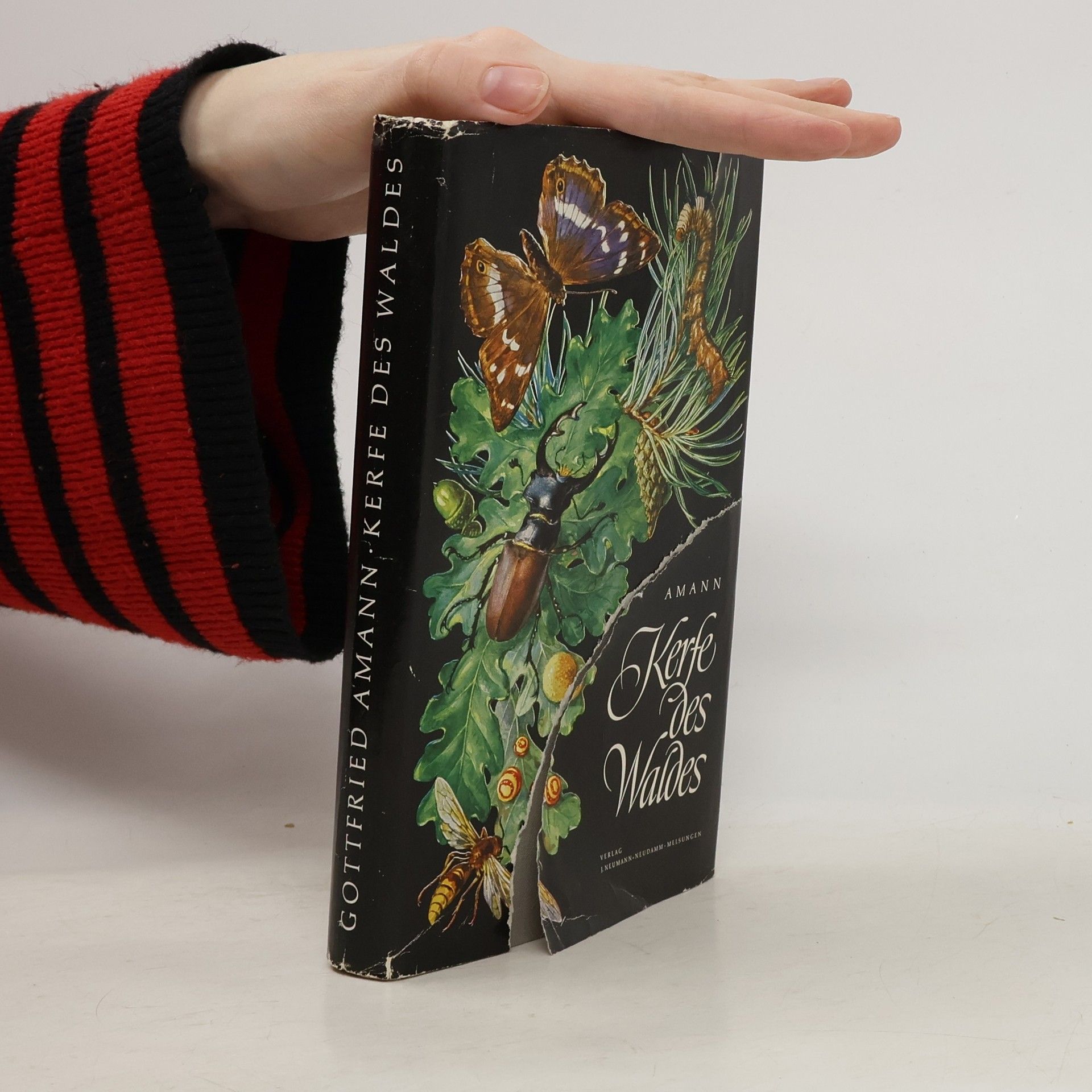 Gottfried Amann Kerfe des Waldes