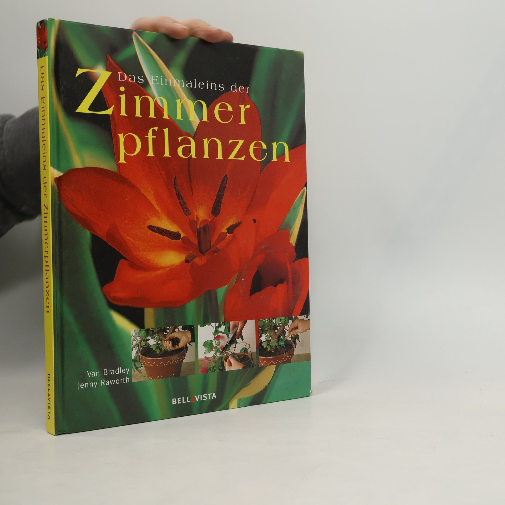 Das Einmaleins der Zimmerpflanzen