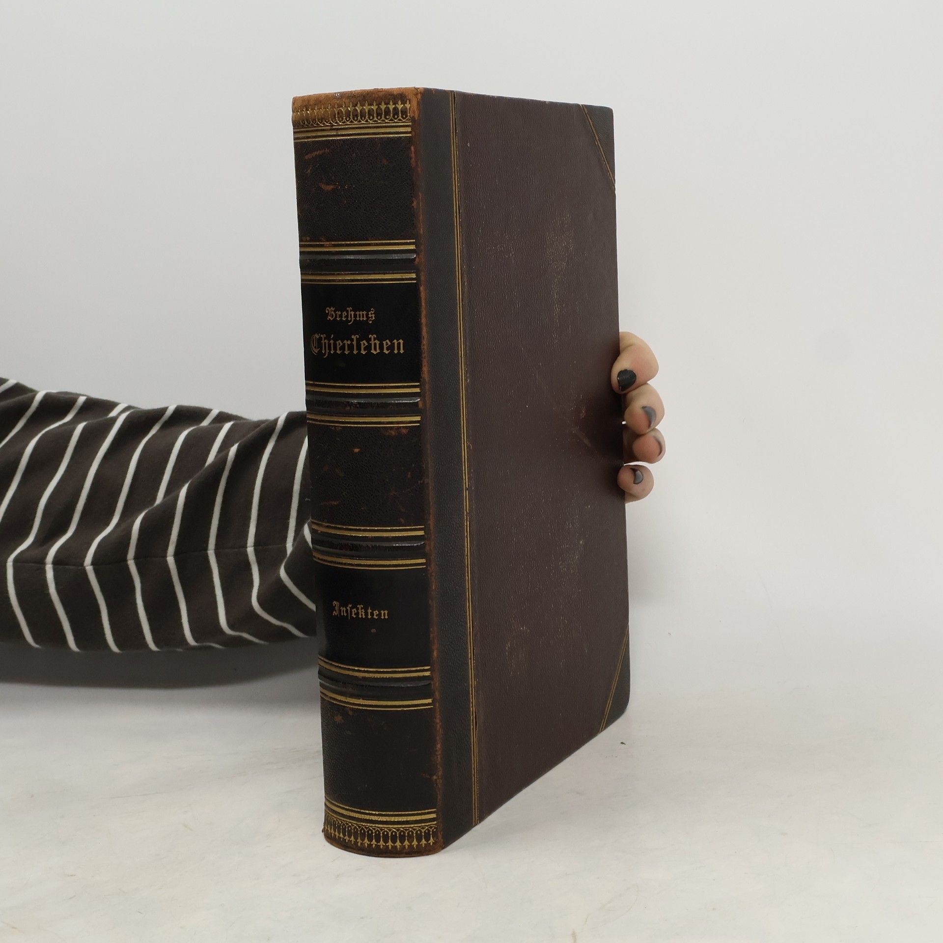 Brehms Thierleben. Die Insekten