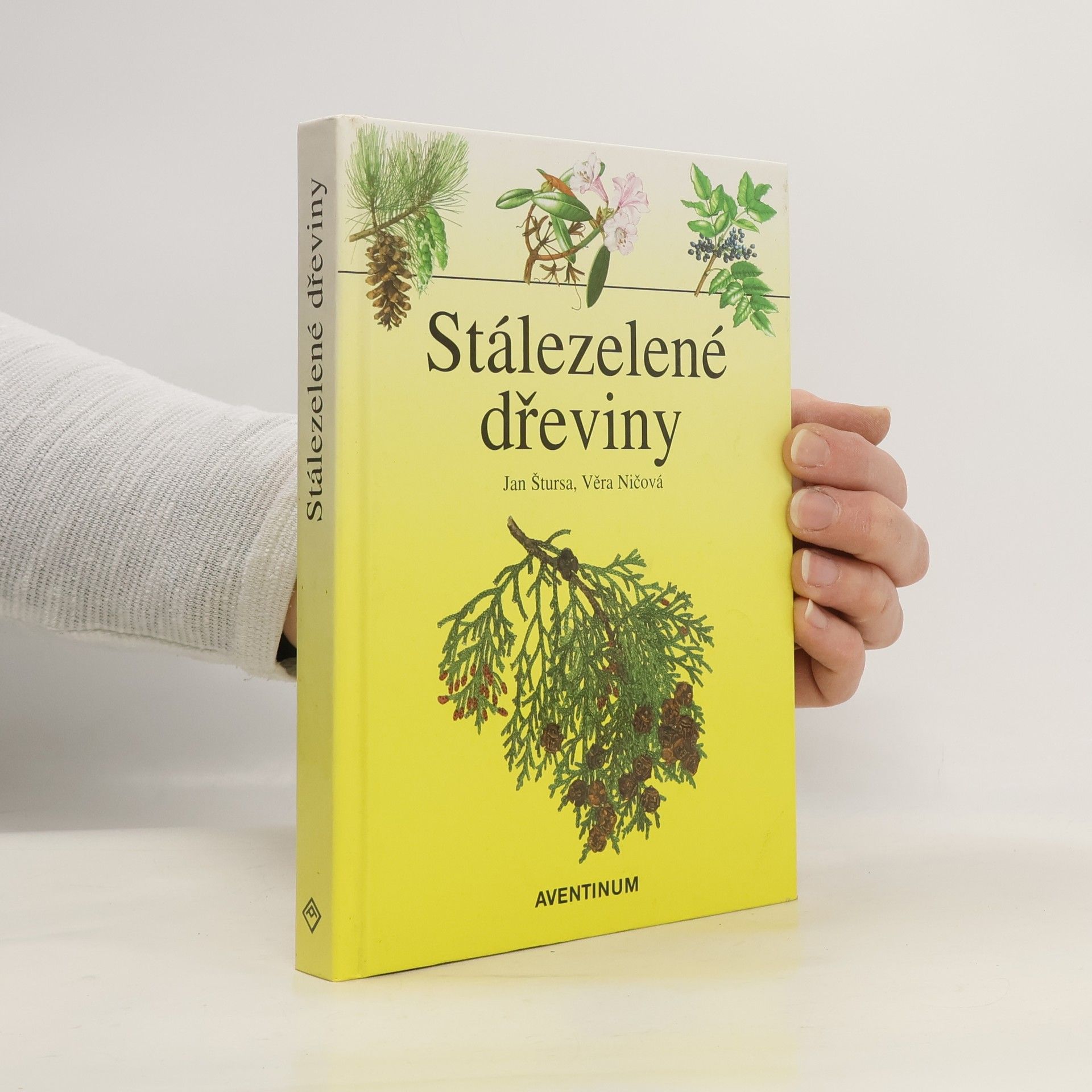 Stálezelené dřeviny