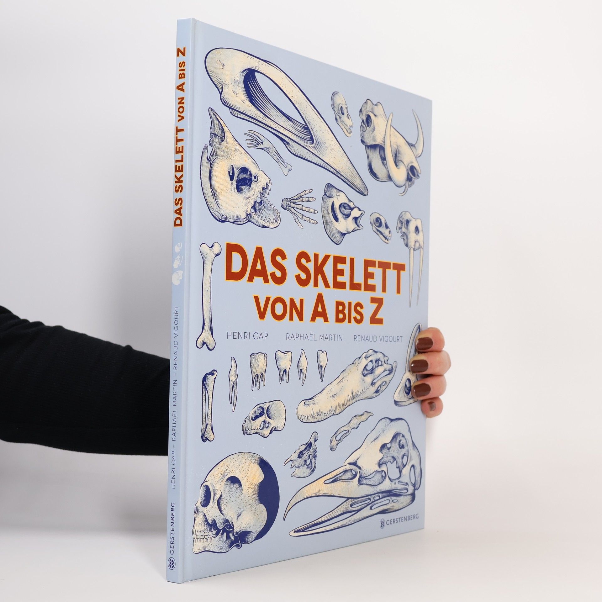 Das Skelett von A bis Z