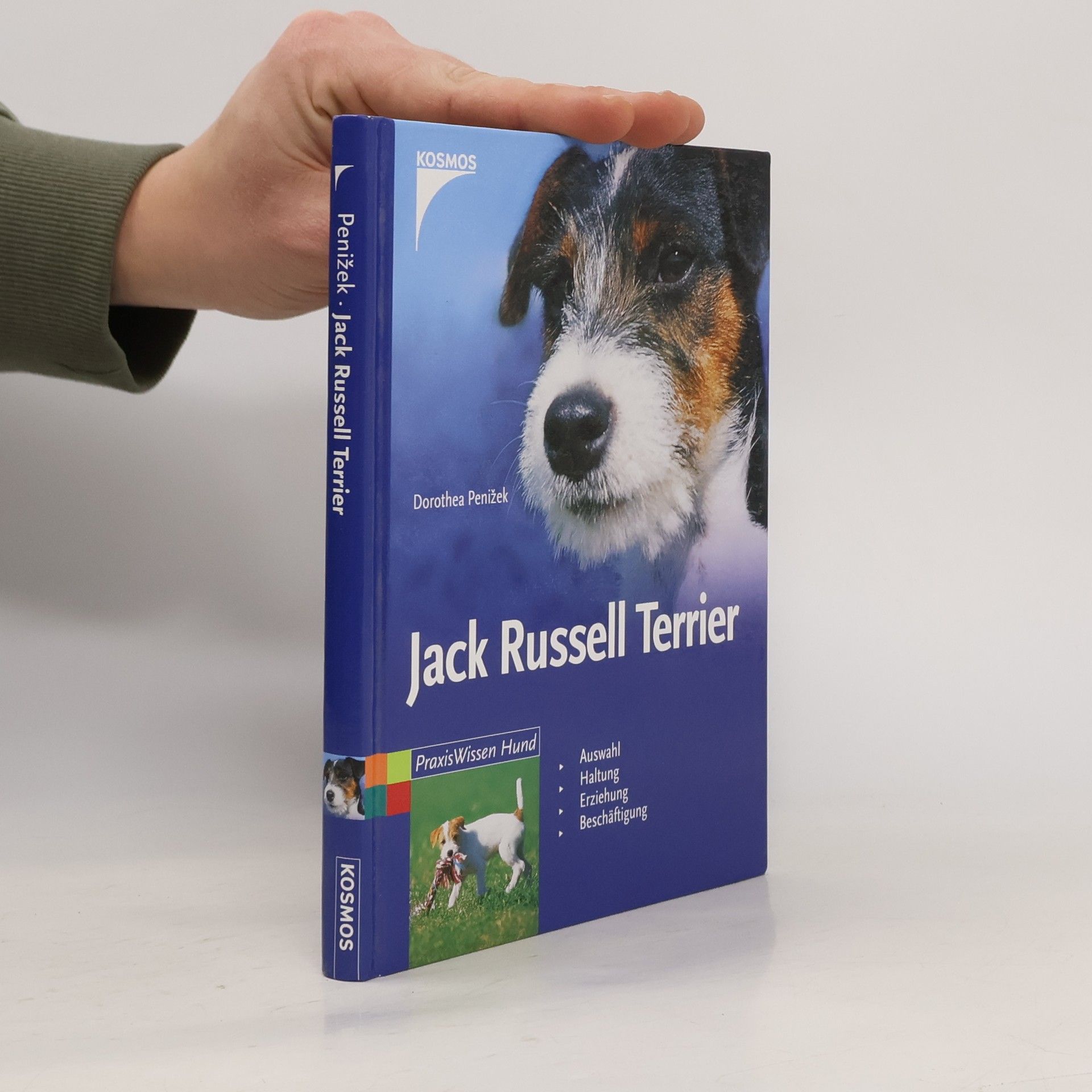 Jack-Russell-Terrier