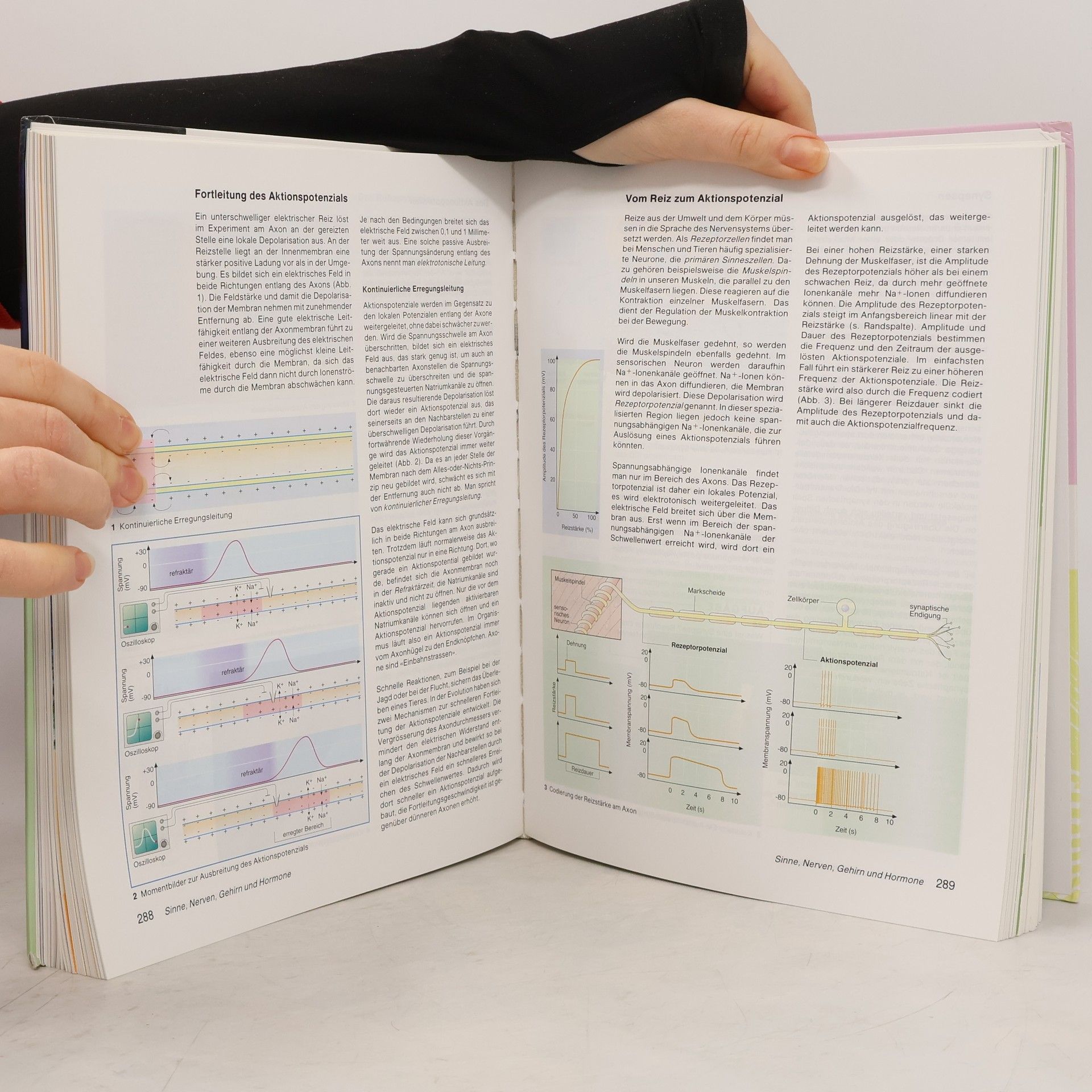 Natura - Ausgabe Schweiz: Grundlagen der Biologie für Schweizer Maturitätsschulen