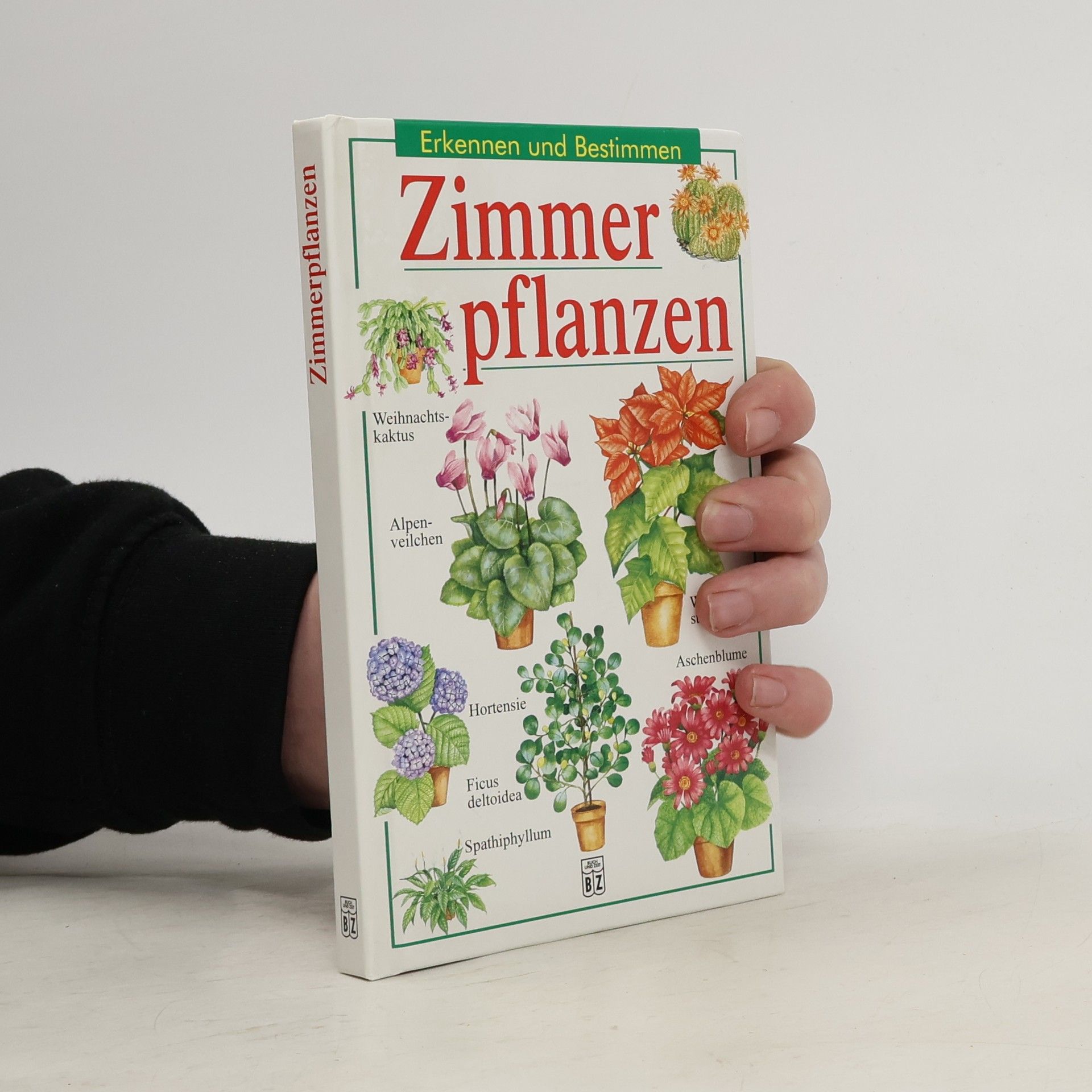 Violet Stevenson Zimmerpflanzen