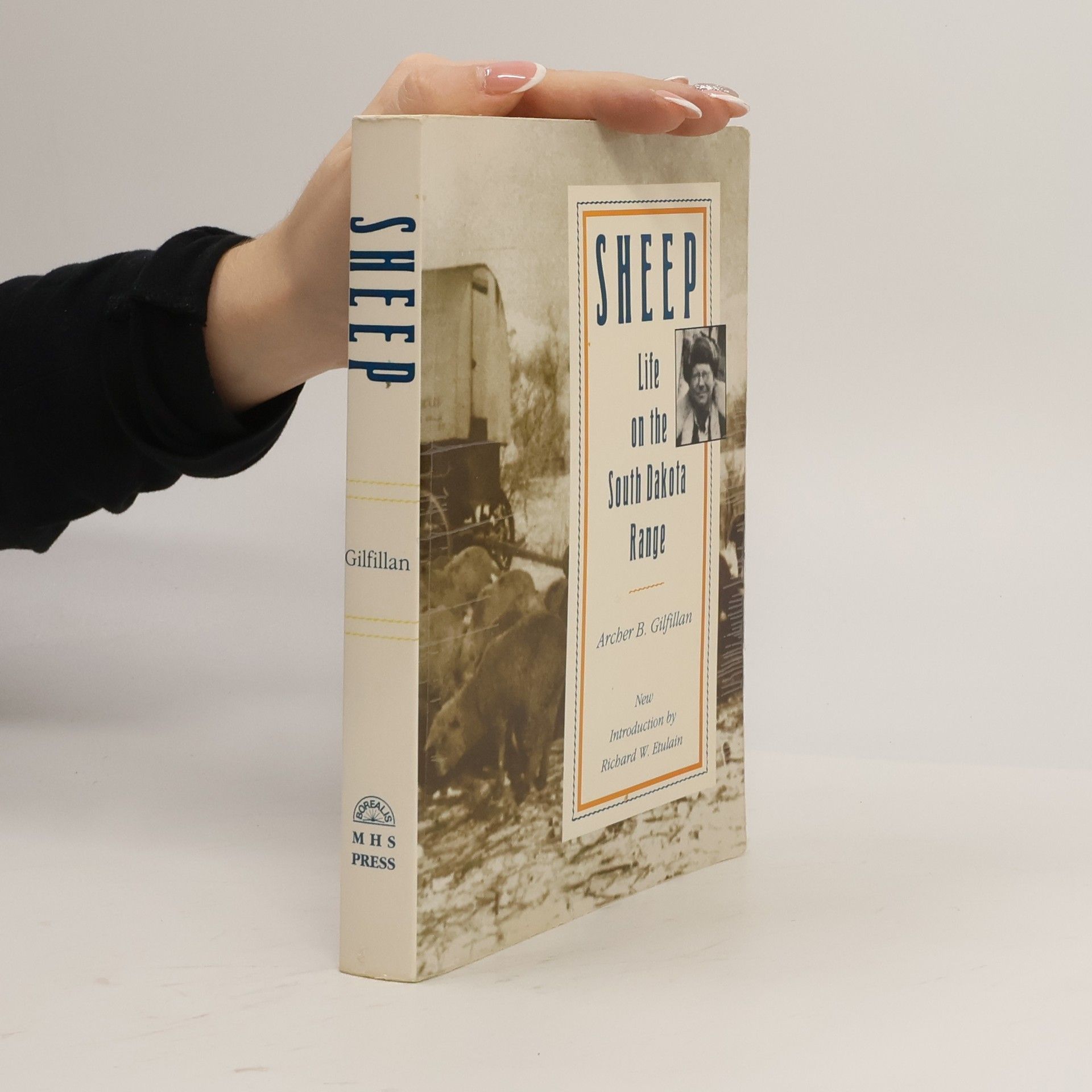 Archer B. Gilfillan Sheep
